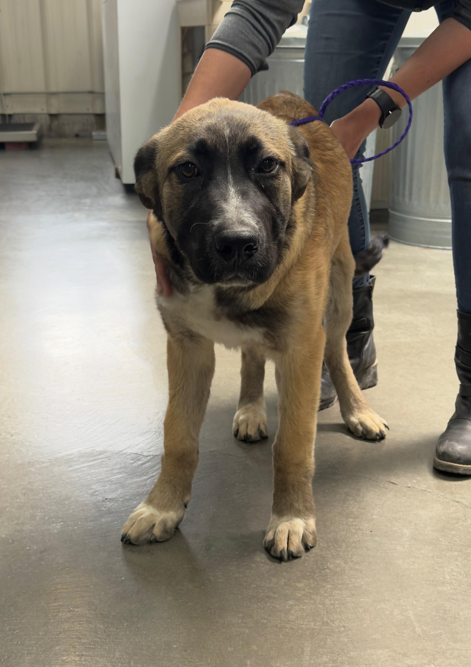 61140309, ADOPTABLE, Young Male Shepherd.