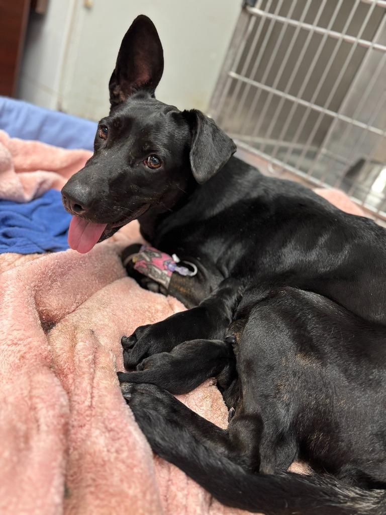 Enlarge Caddie, a Adoptable mixed breed in Carthage, MO image 1/1