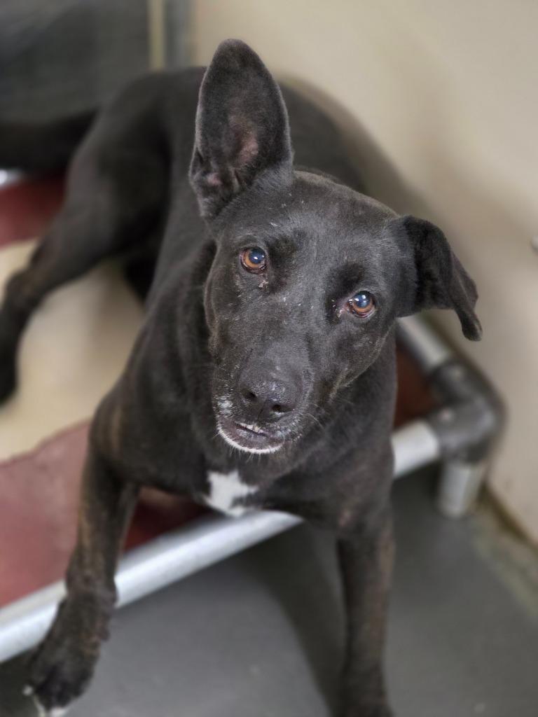 Enlarge Caddie, a Adoptable mixed breed in Carthage, MO image 2/2
