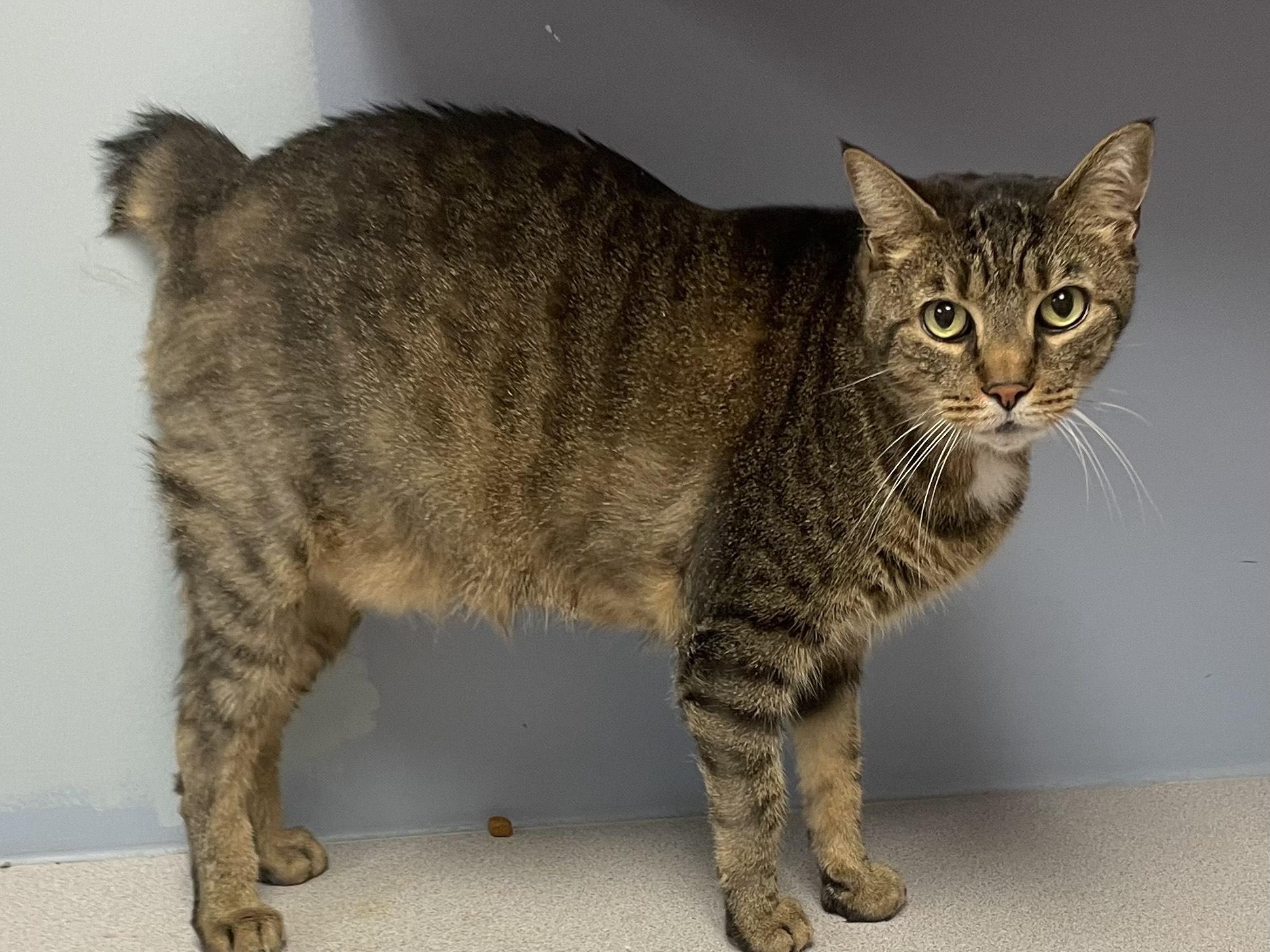 Tiger, adopted, Adult Male American Bobtail.