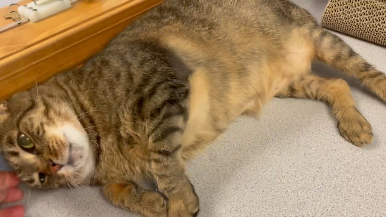 Enlarge Tiger, an adopted American Bobtail in Monson, MA video 1/2