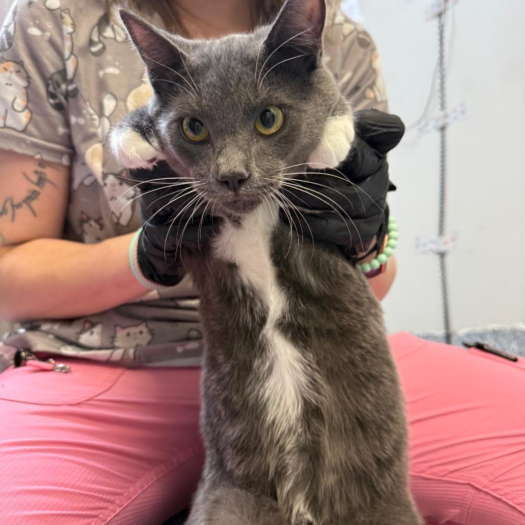 Enlarge Manson, a Adoptable Domestic Short Hair in Great Falls, MT image 1/4