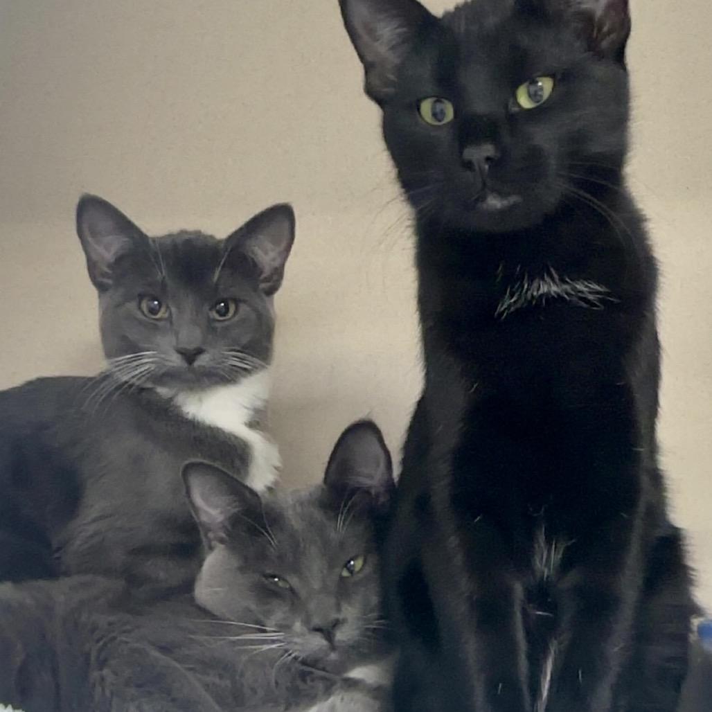 Enlarge Manson, a Adoptable Domestic Short Hair in Great Falls, MT image 2/4
