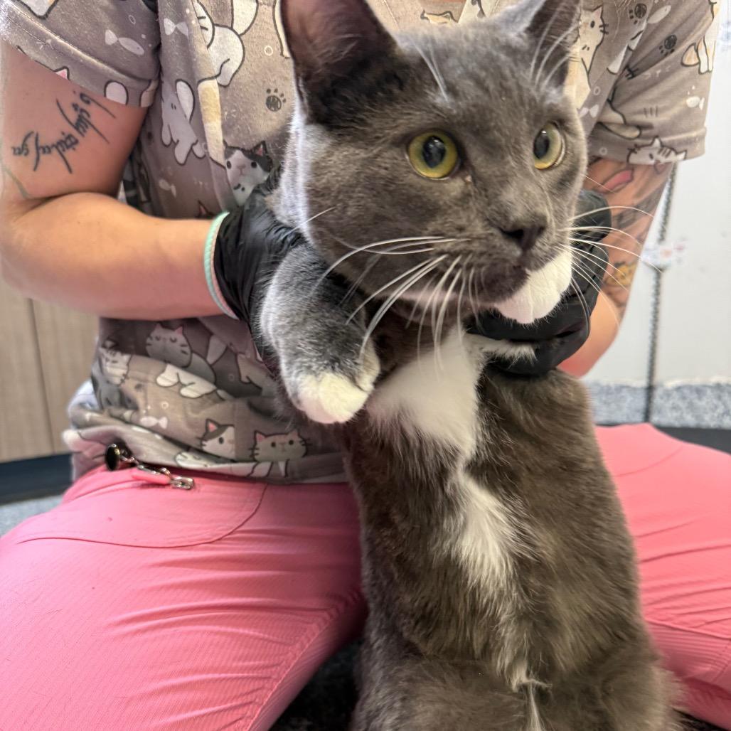 Enlarge Manson, a Adoptable Domestic Short Hair in Great Falls, MT image 3/4
