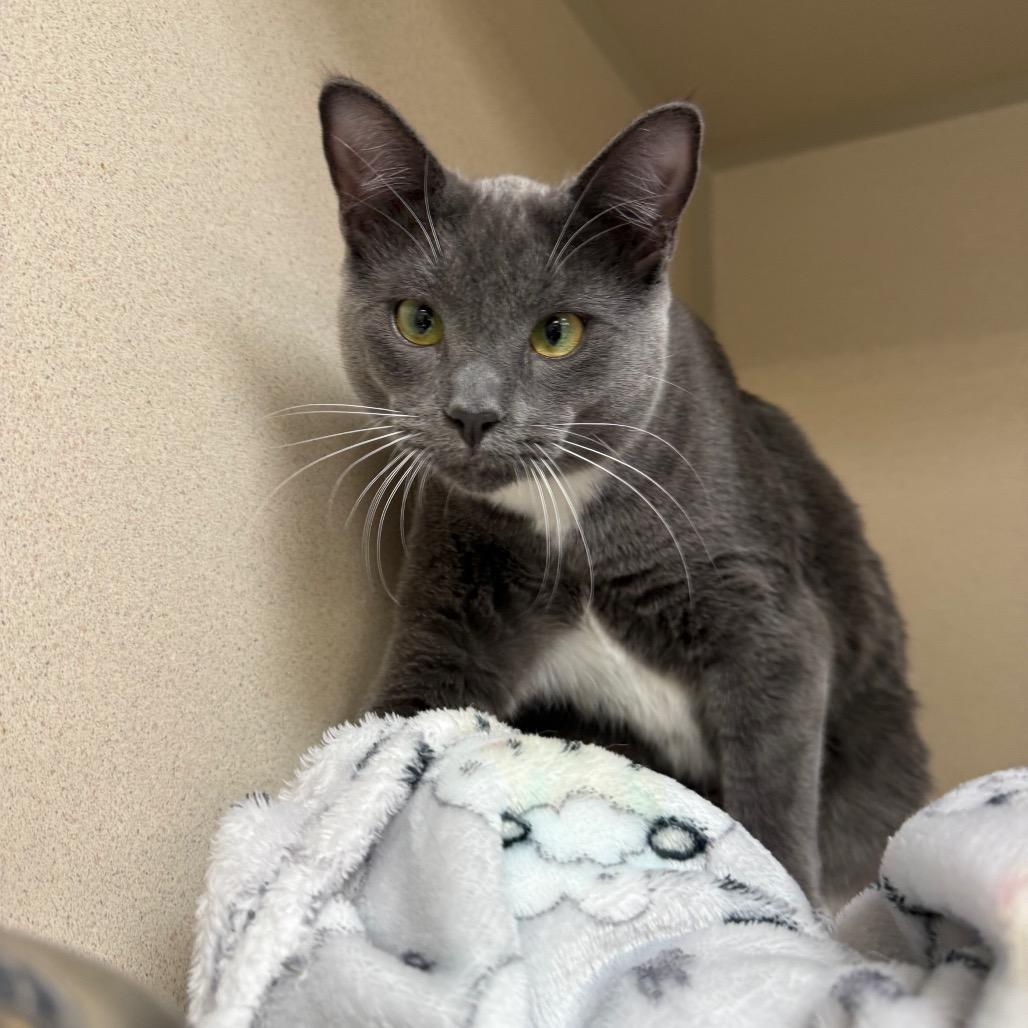 Enlarge Manson, a Adoptable Domestic Short Hair in Great Falls, MT image 4/4