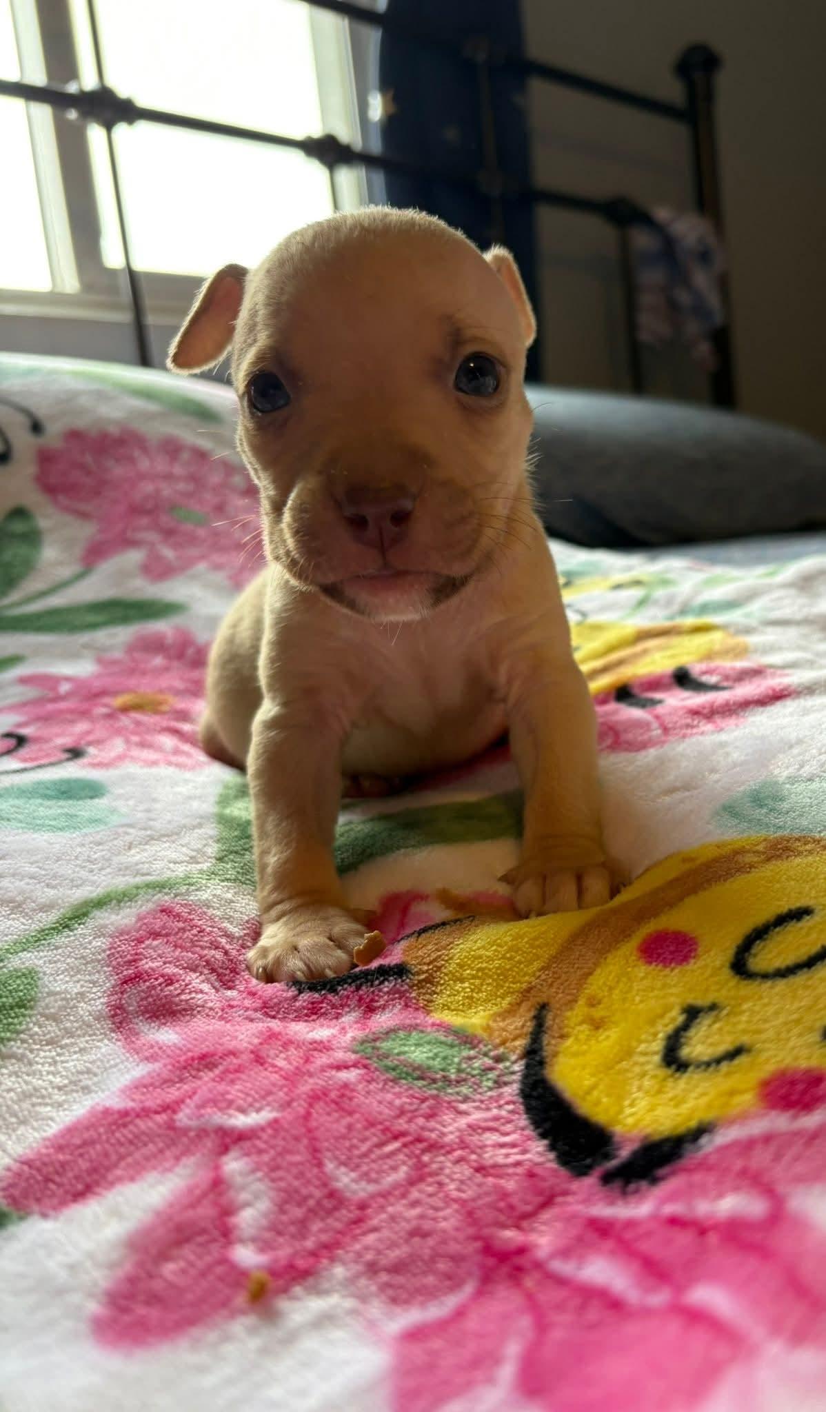 Enlarge BEESLY. tinycauseadopt@gmail.com, an adoptable mixed breed in Vandergrift, PA image 1/1