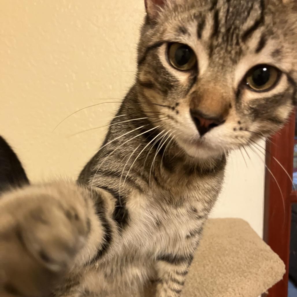 Enlarge Sonny, a ADOPTABLE Domestic Short Hair in Houston, TX image 2/3