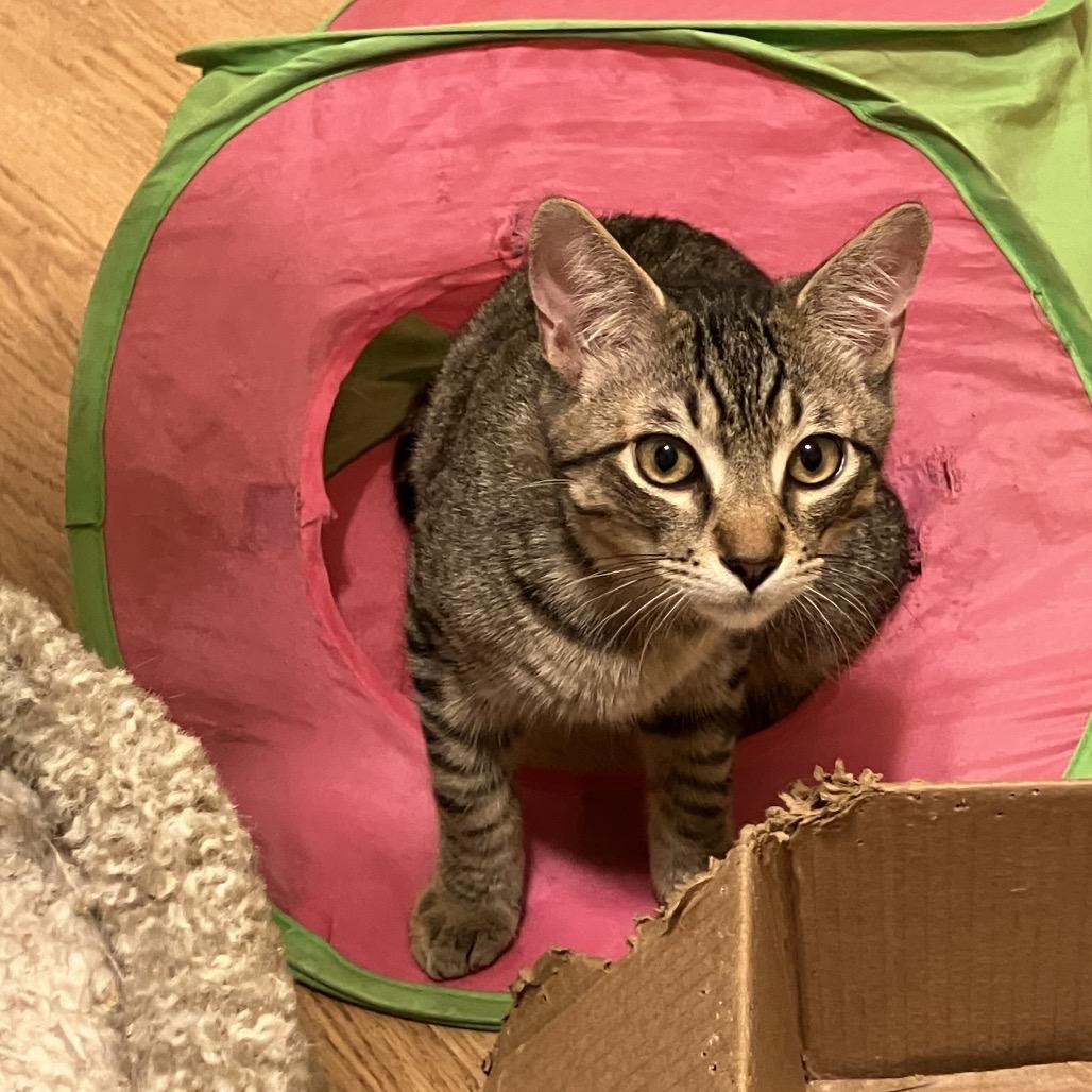 Sonny, ADOPTABLE, Young Male Domestic Short Hair.