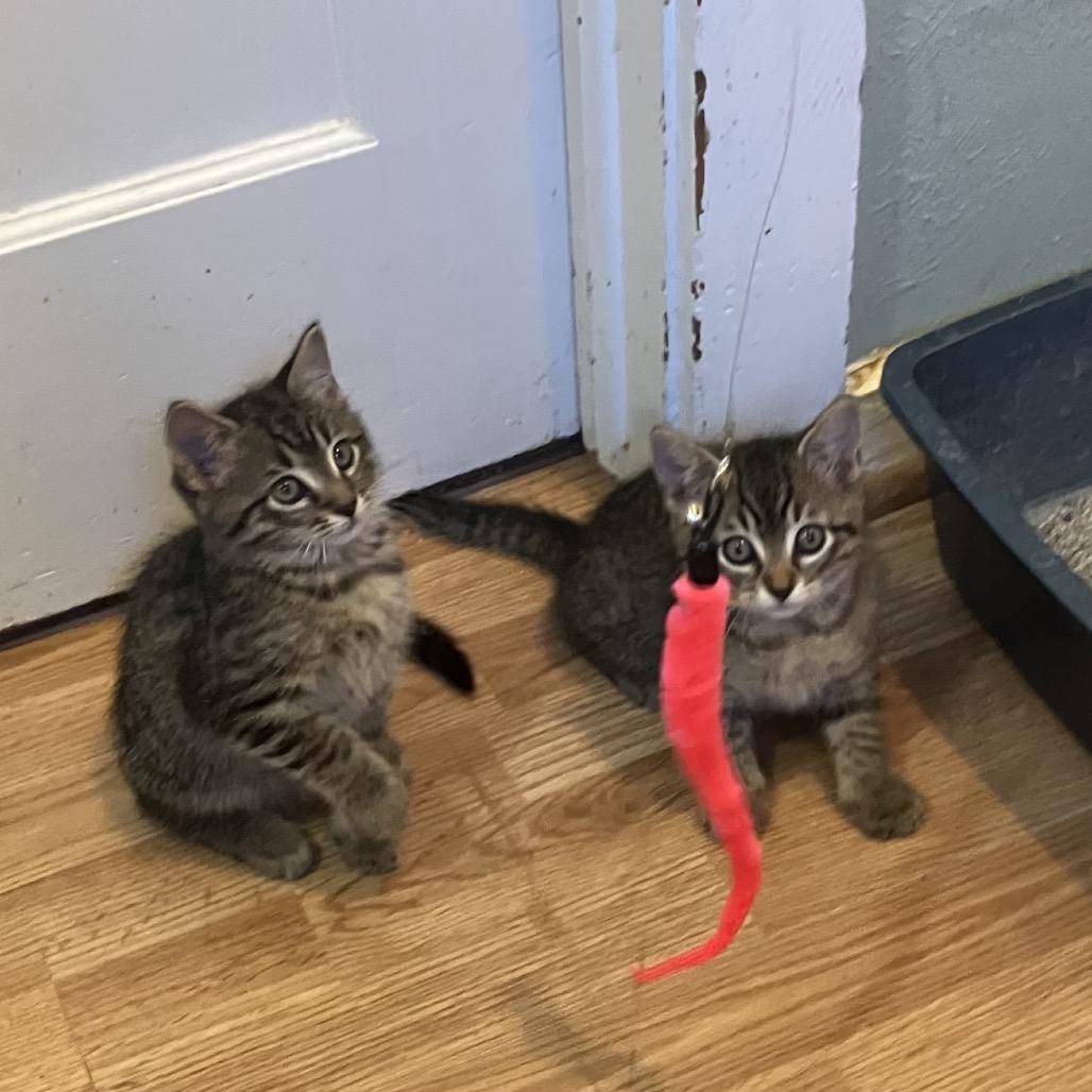 Enlarge Sonny, a ADOPTABLE Domestic Short Hair in Houston, TX image 3/3