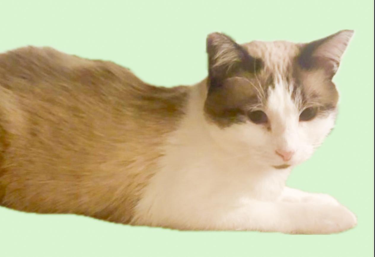 Sassy, an adoptable Domestic Short Hair in Price, UT, 84501 | Photo Image 1