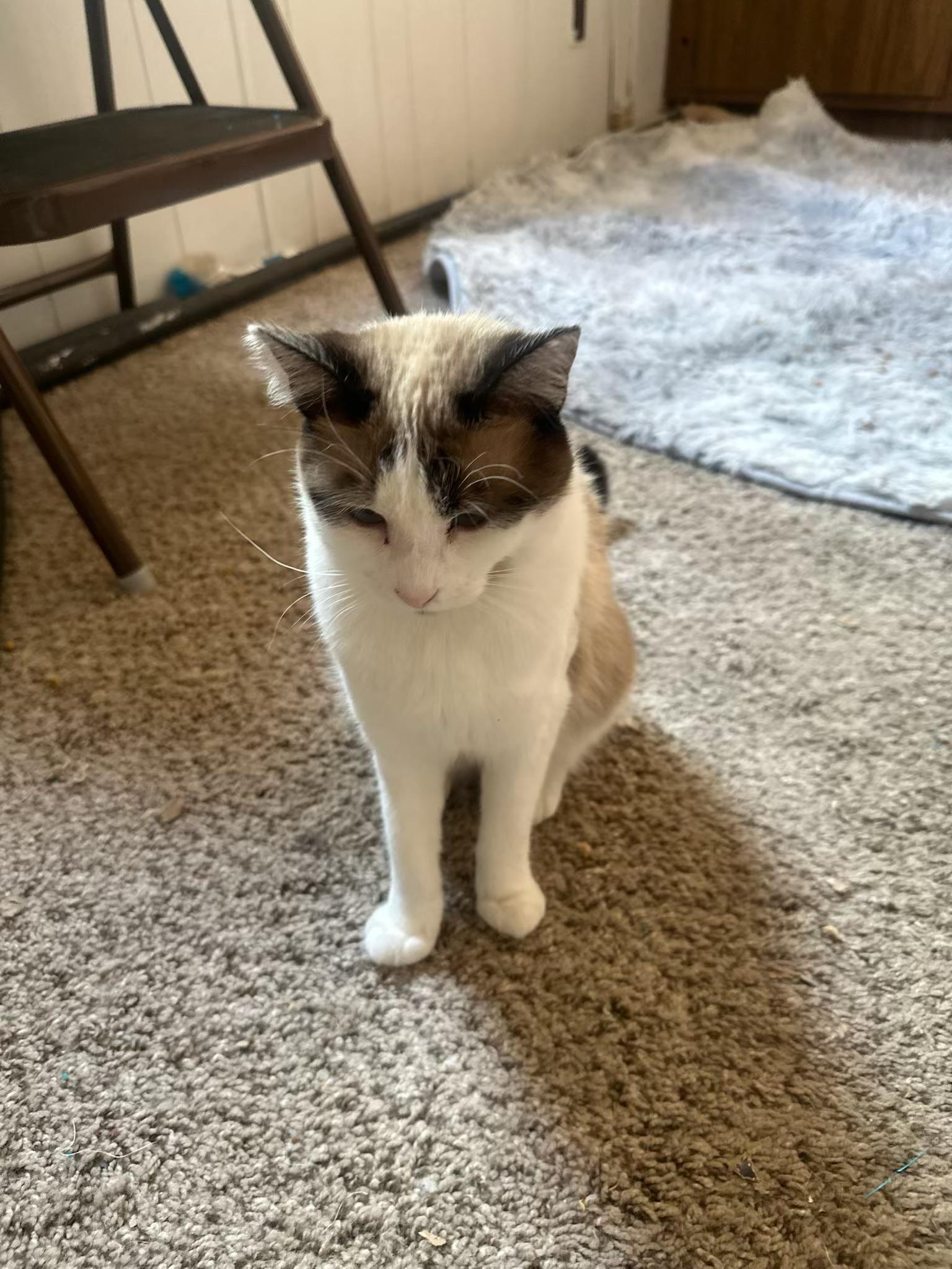 Sassy, an adoptable Domestic Short Hair in Price, UT, 84501 | Photo Image 2