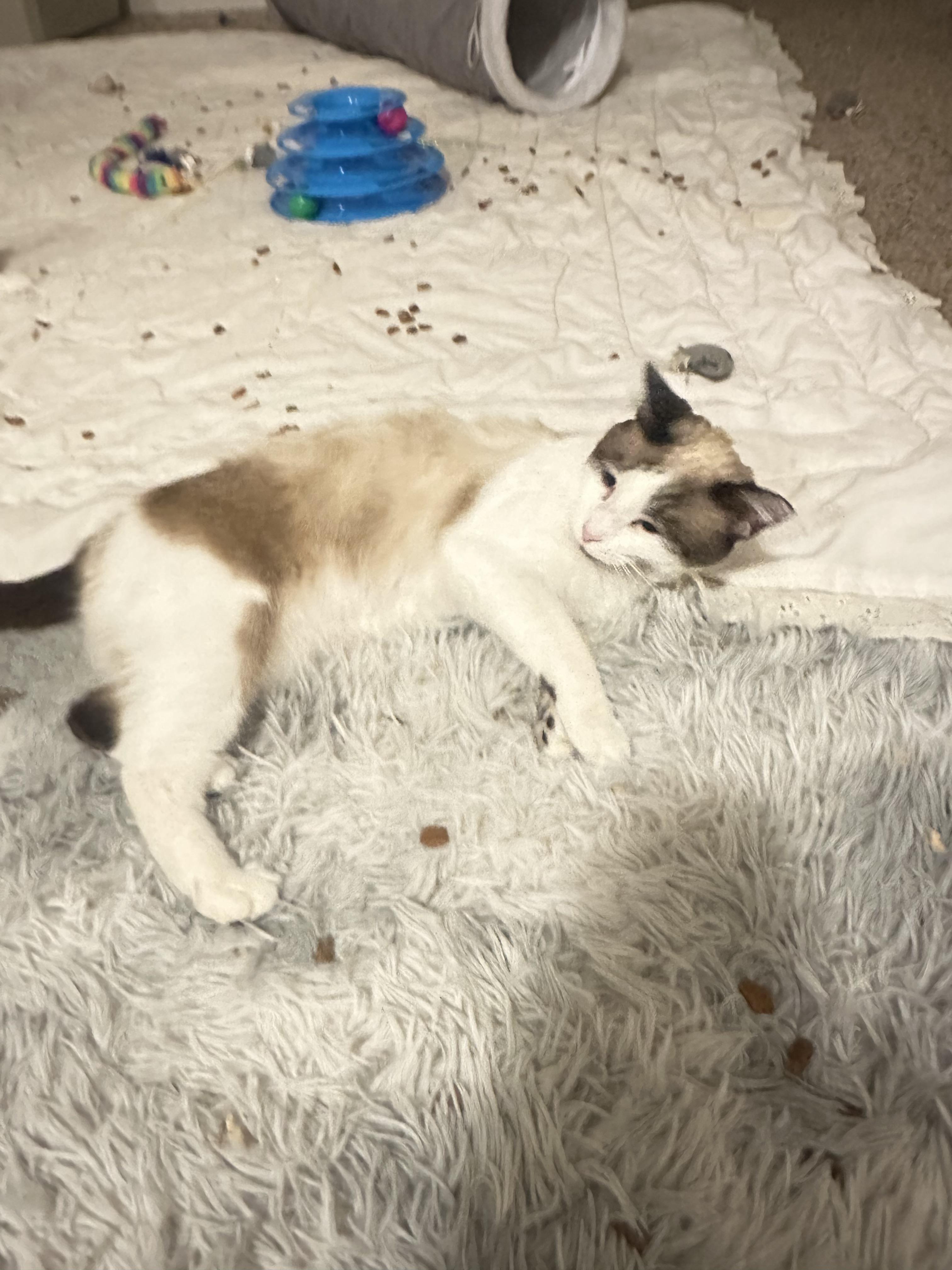 Sassy, an adoptable Domestic Short Hair in Price, UT, 84501 | Photo Image 4