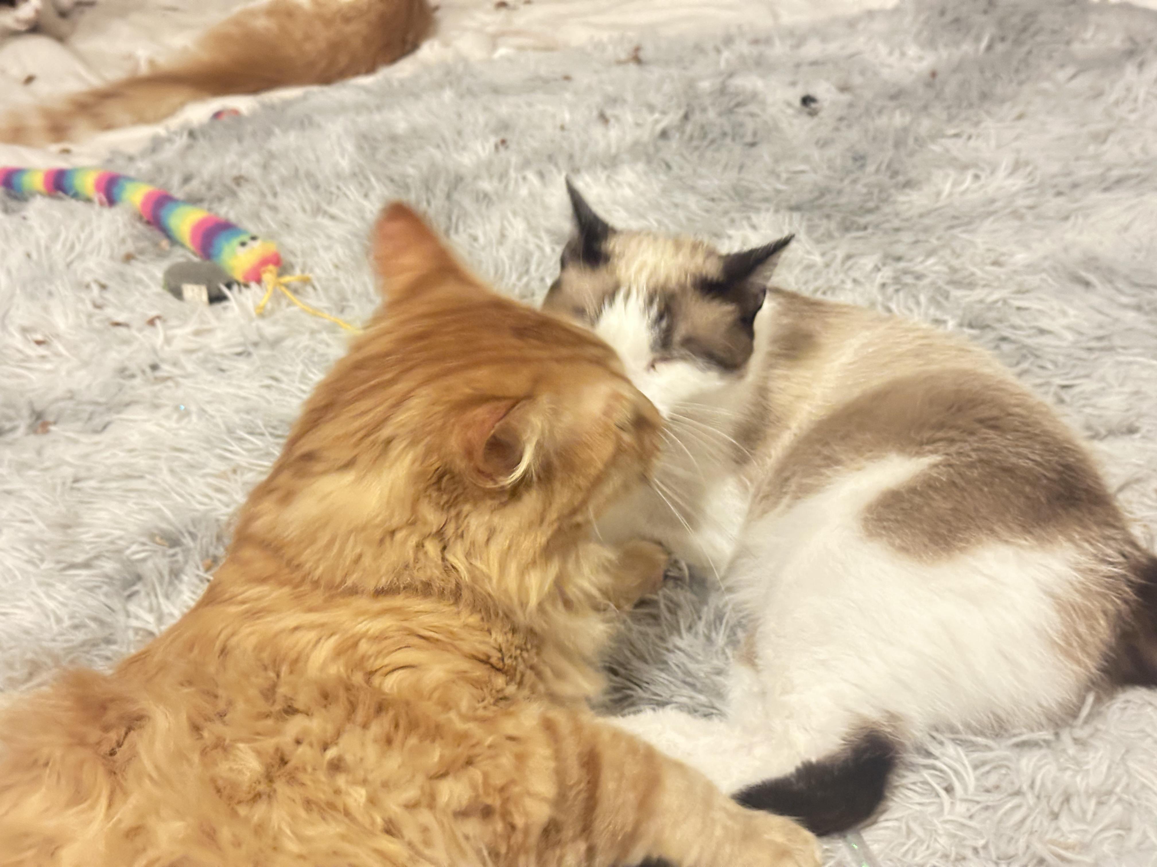 Sassy, an adoptable Domestic Short Hair in Price, UT, 84501 | Photo Image 3