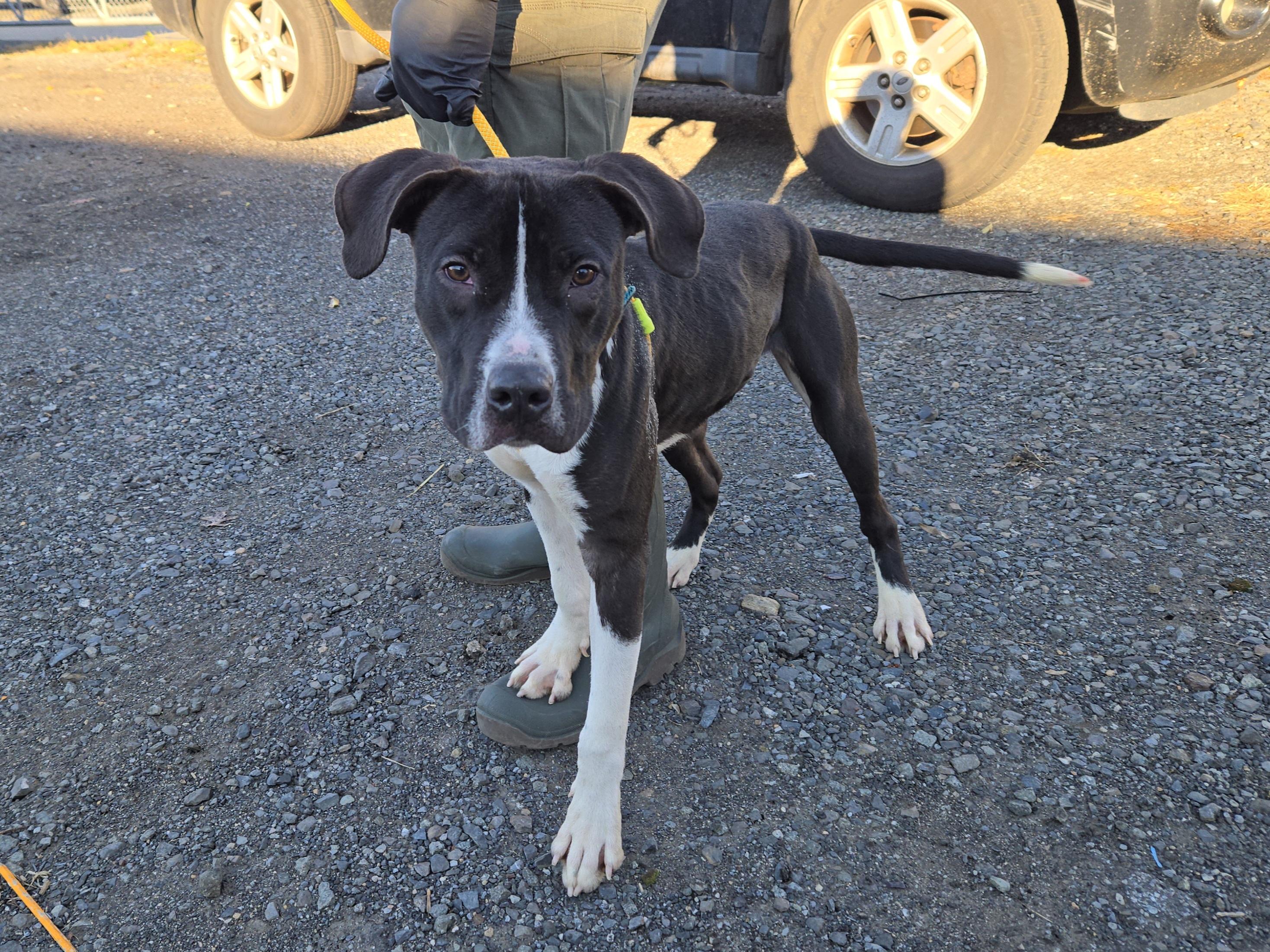 Ali, ADOPTABLE, Adult Male Pit Bull Terrier.