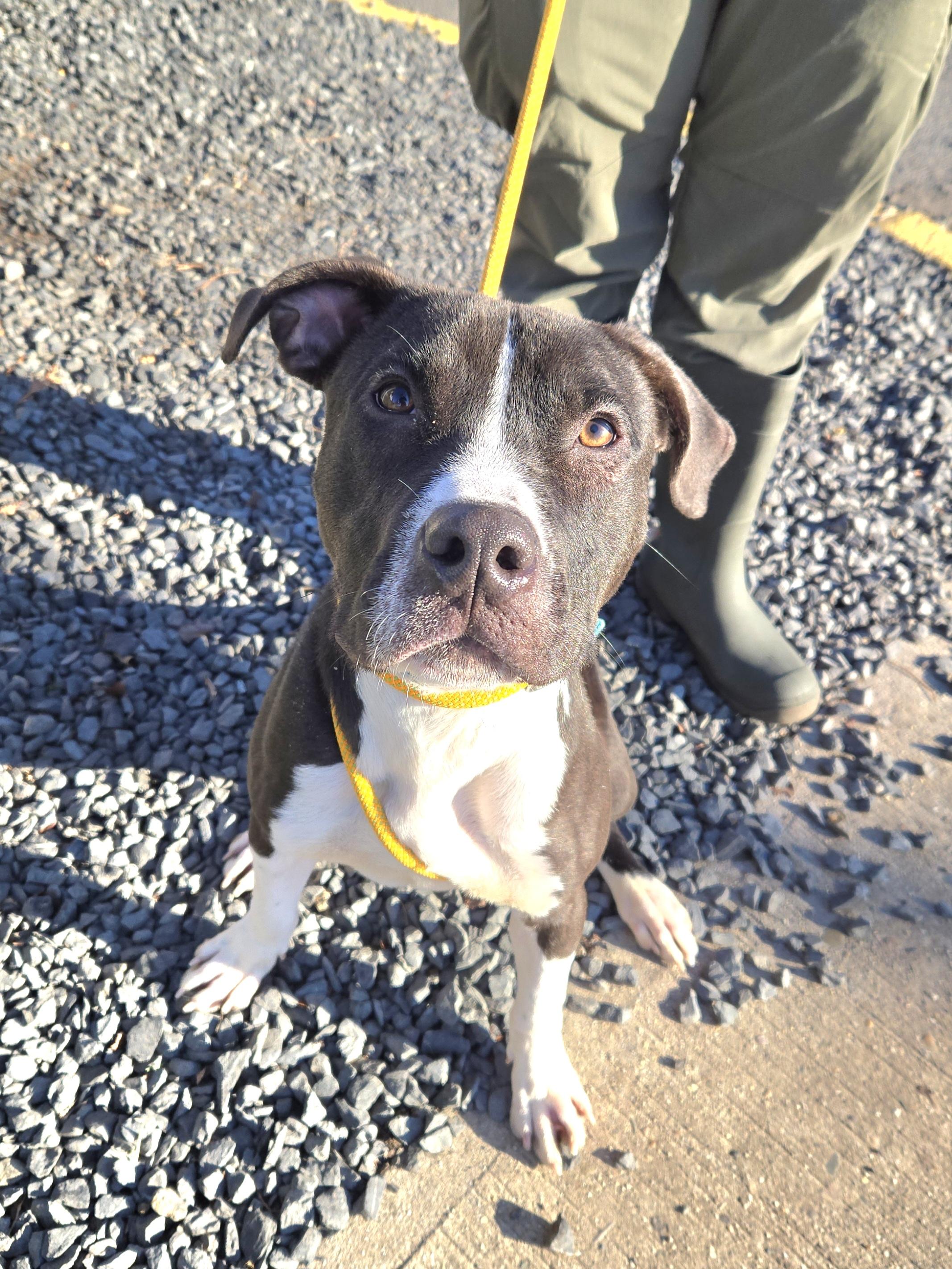 Enlarge Ali, a ADOPTABLE Pit Bull Terrier in Trenton, NJ image 2/3