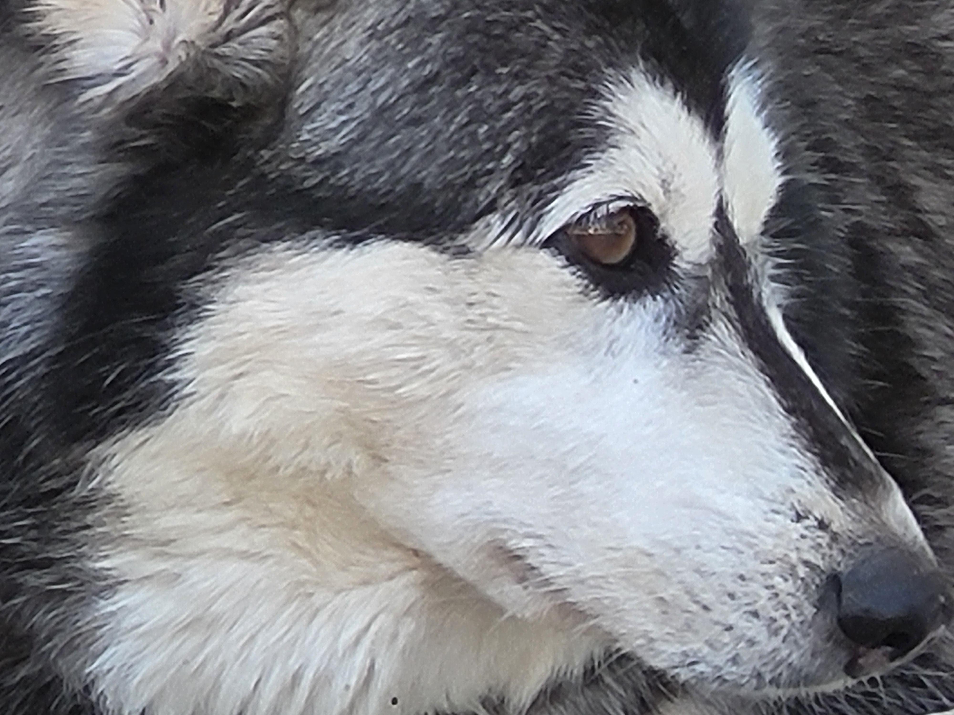 Iris, a Adoptable Siberian Husky in Ontario, CA image 3/6