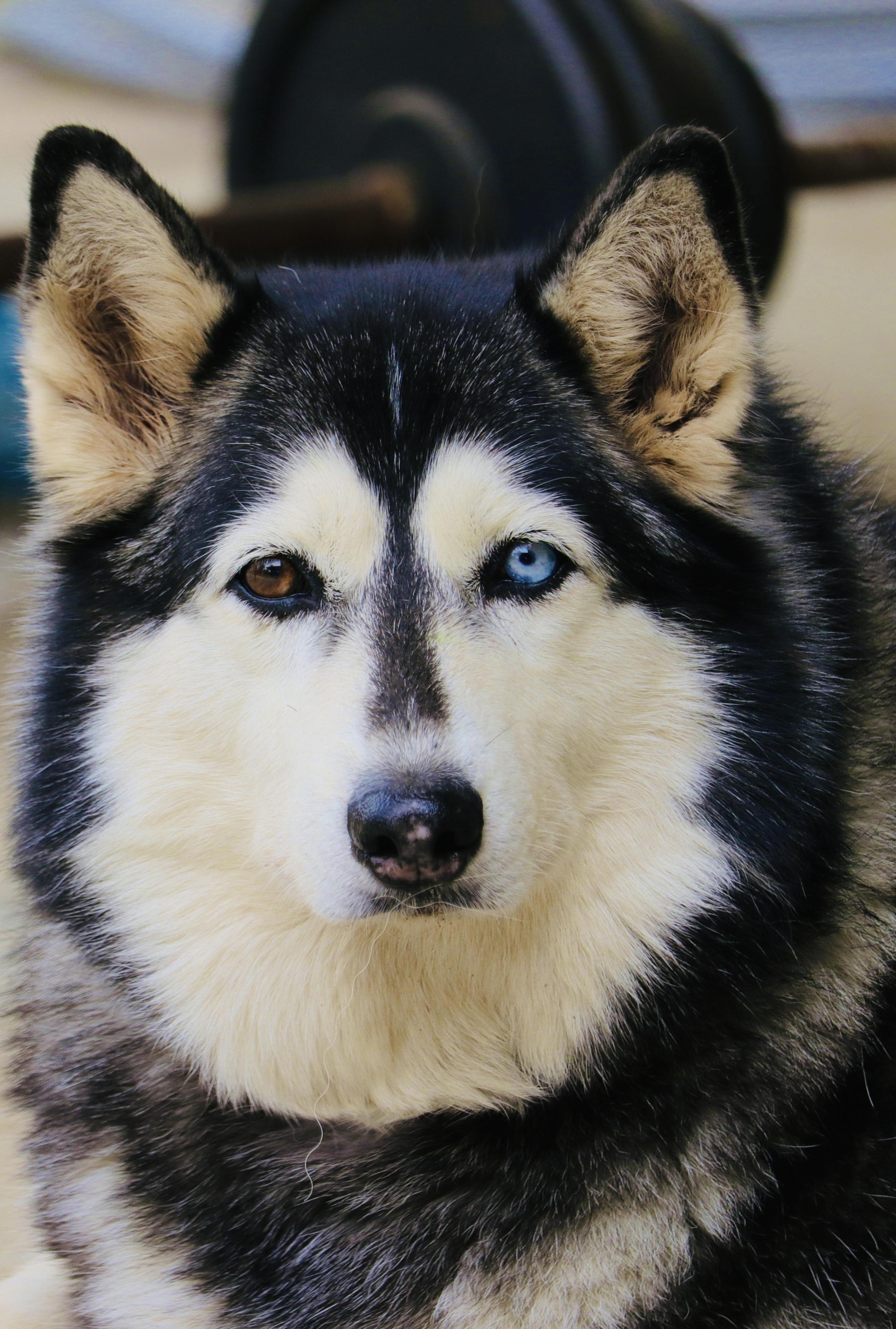 Iris, Adoptable, Adult Female Siberian Husky.