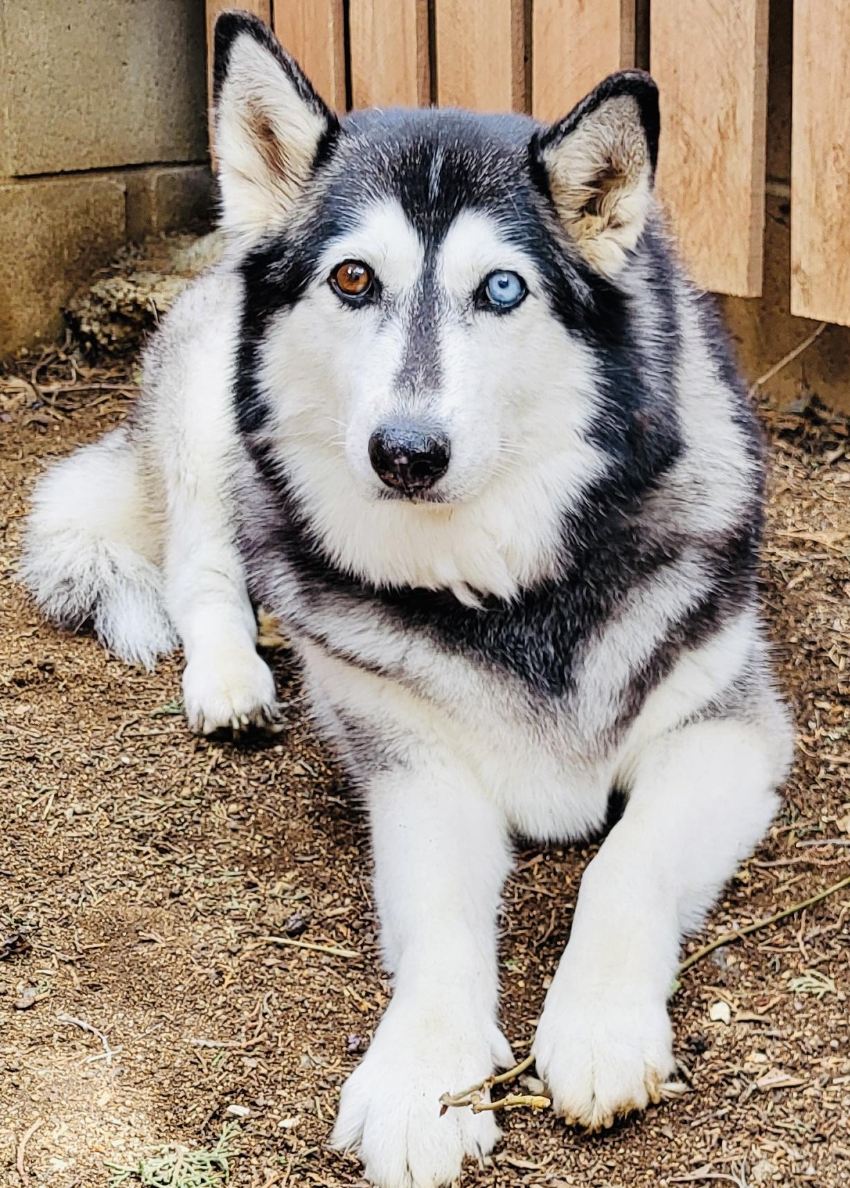 Iris, a Adoptable Siberian Husky in Ontario, CA image 4/6