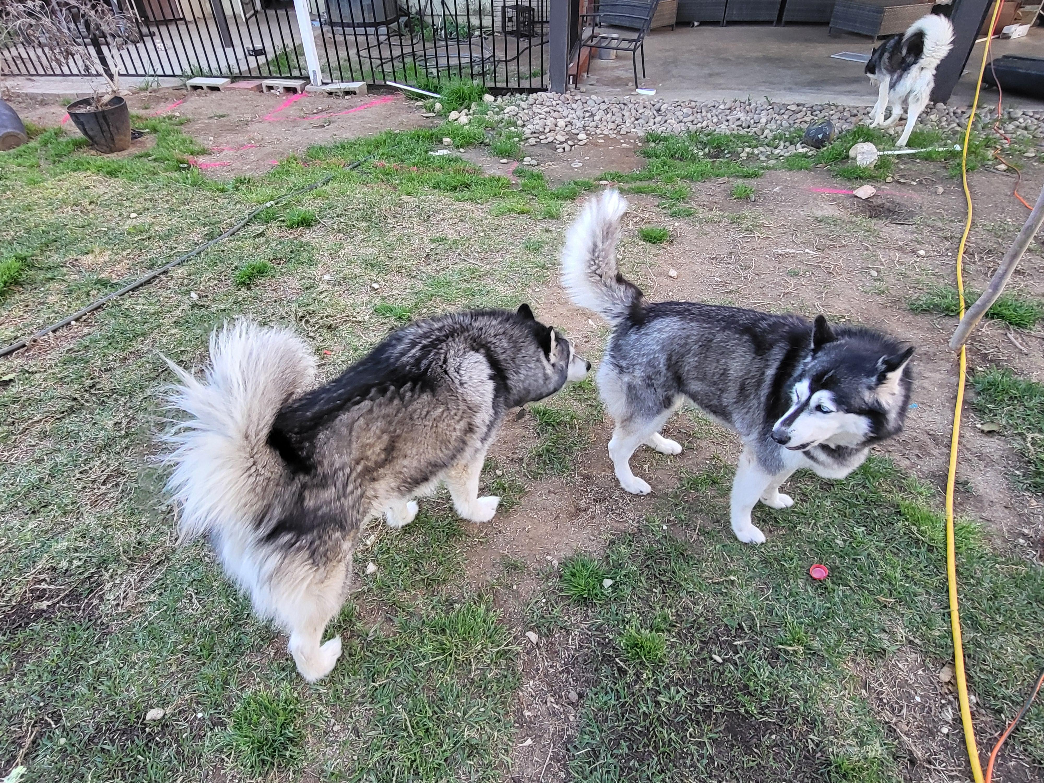 Iris, Adoptable, Adult Female Siberian Husky.