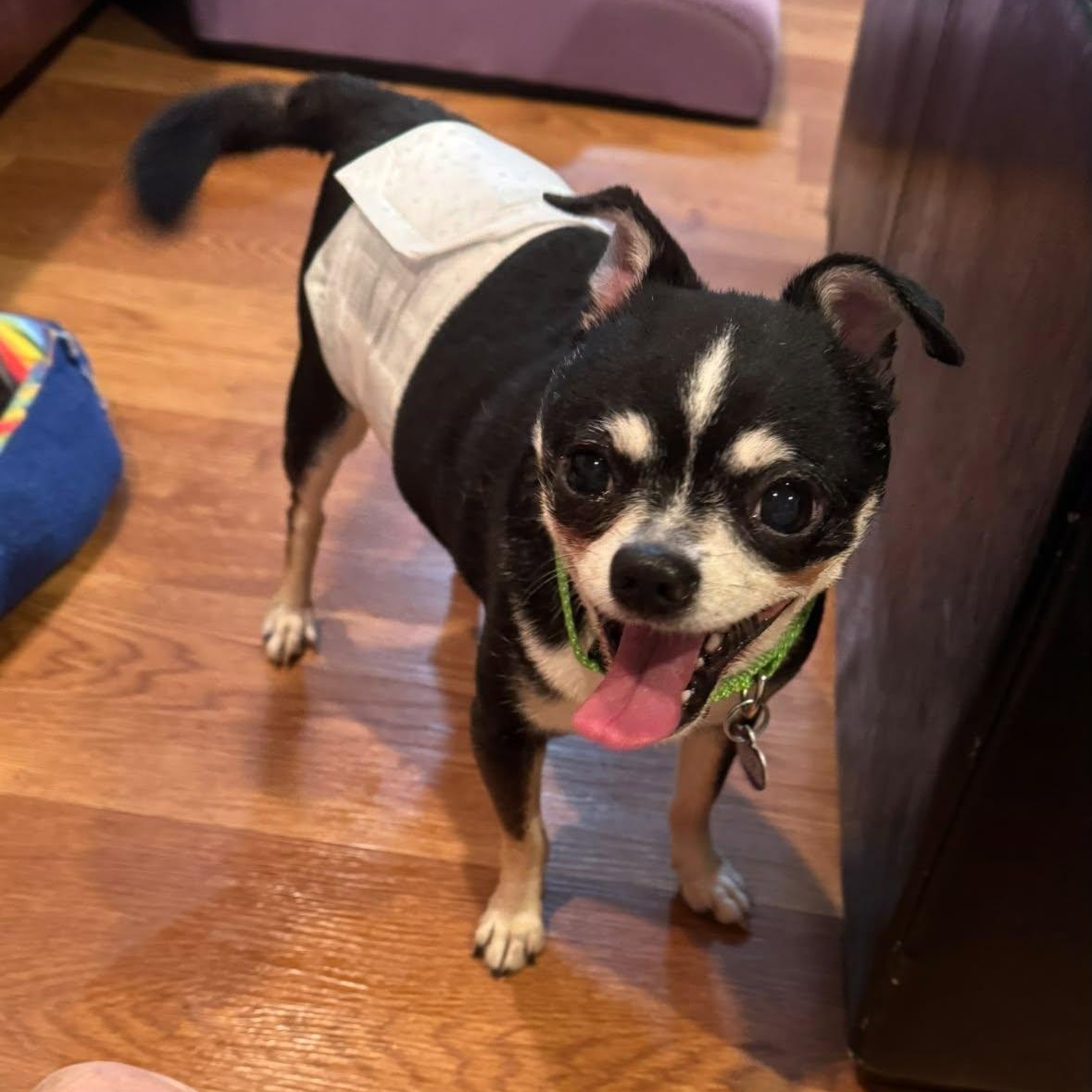 Enlarge Gary, an adopted Chihuahua in Rockville, MD image 4/4