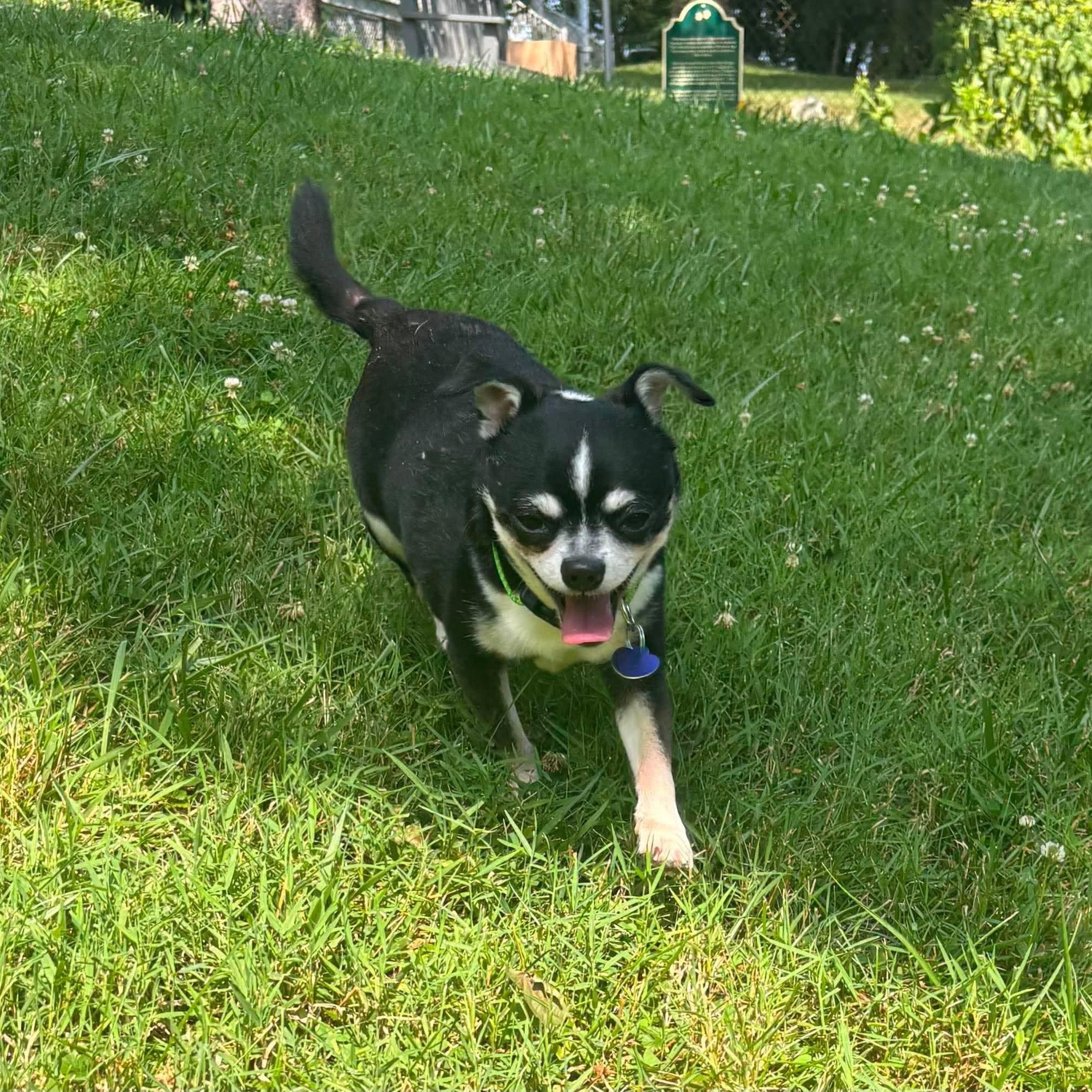 Enlarge Gary, an adopted Chihuahua in Rockville, MD image 2/4