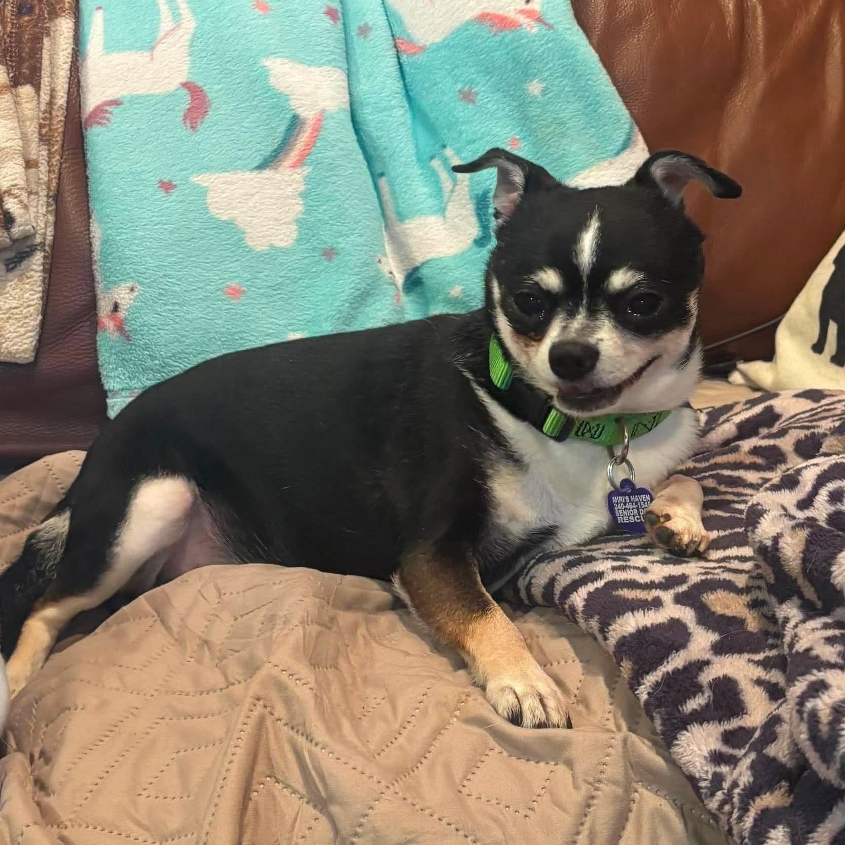 Enlarge Gary, an adopted Chihuahua in Rockville, MD image 3/4