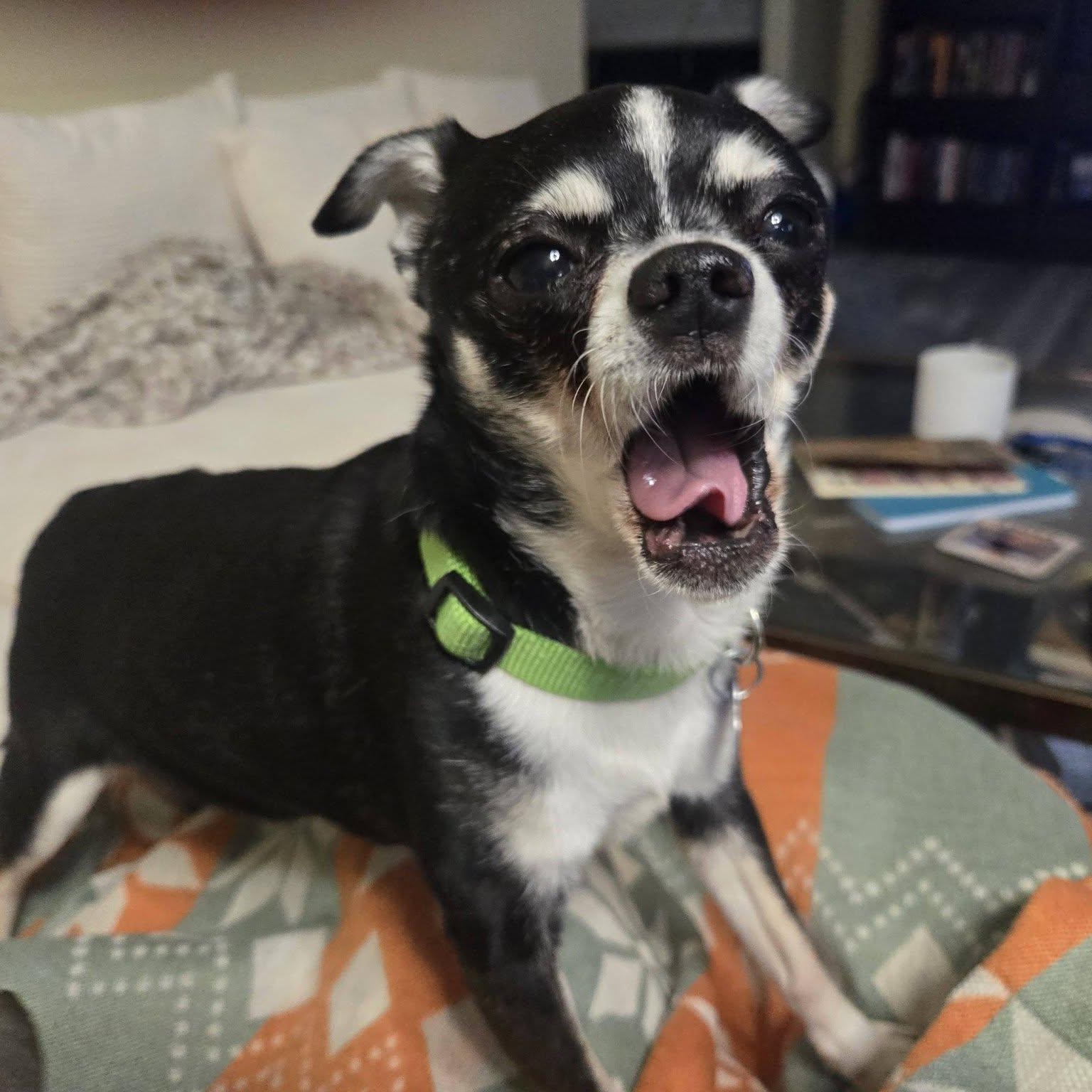 Enlarge Gary, an adopted Chihuahua in Rockville, MD image 1/4