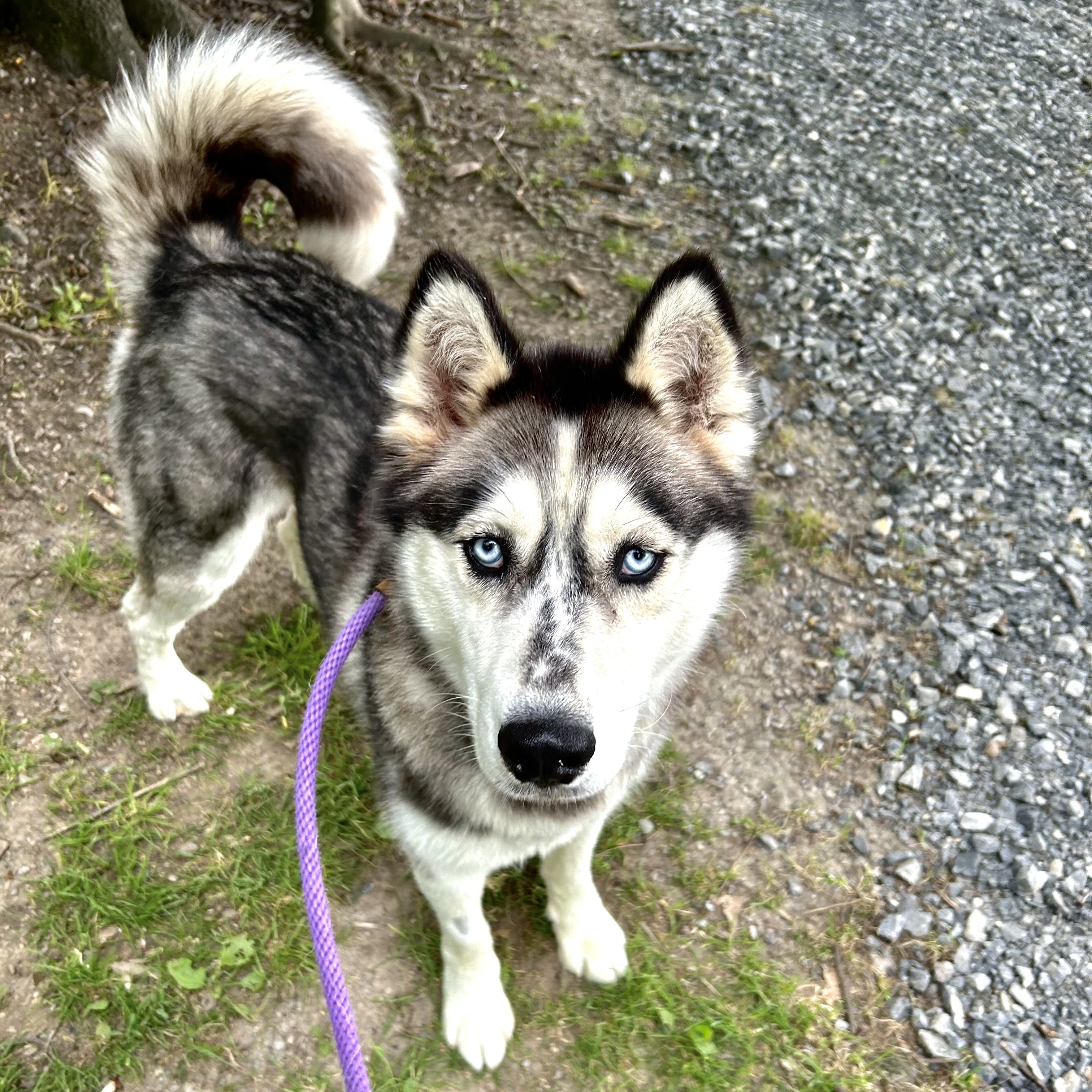 Shay
