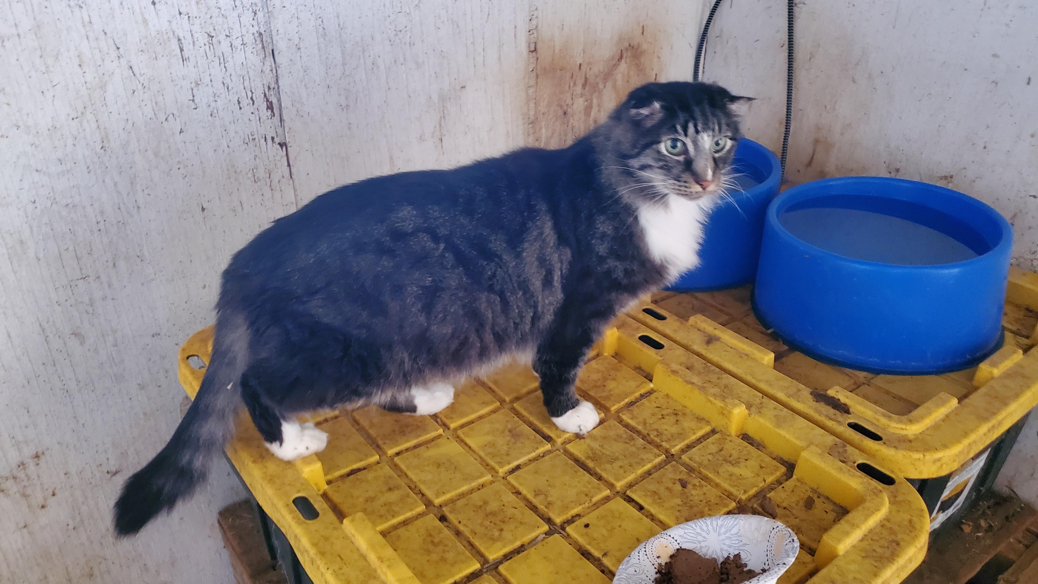 Simba, a Adopted mixed breed in Susanville, CA image 1/2