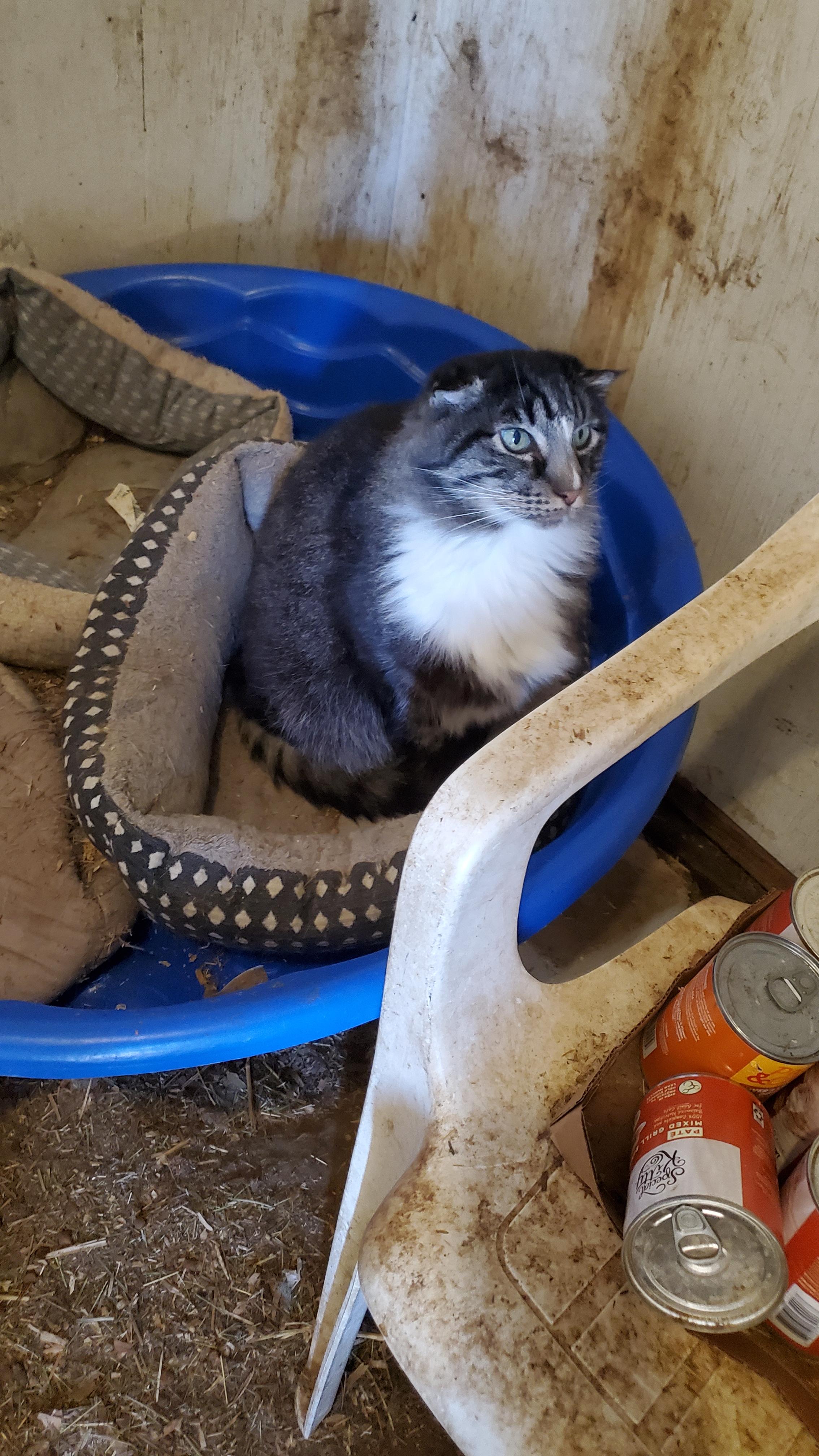 Simba, a Adopted mixed breed in Susanville, CA image 2/2