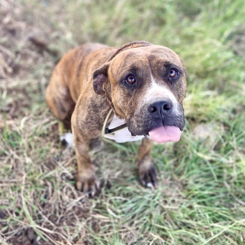 Enlarge Scarlett, a Adoptable American Staffordshire Terrier in Boston, MA image 1/6