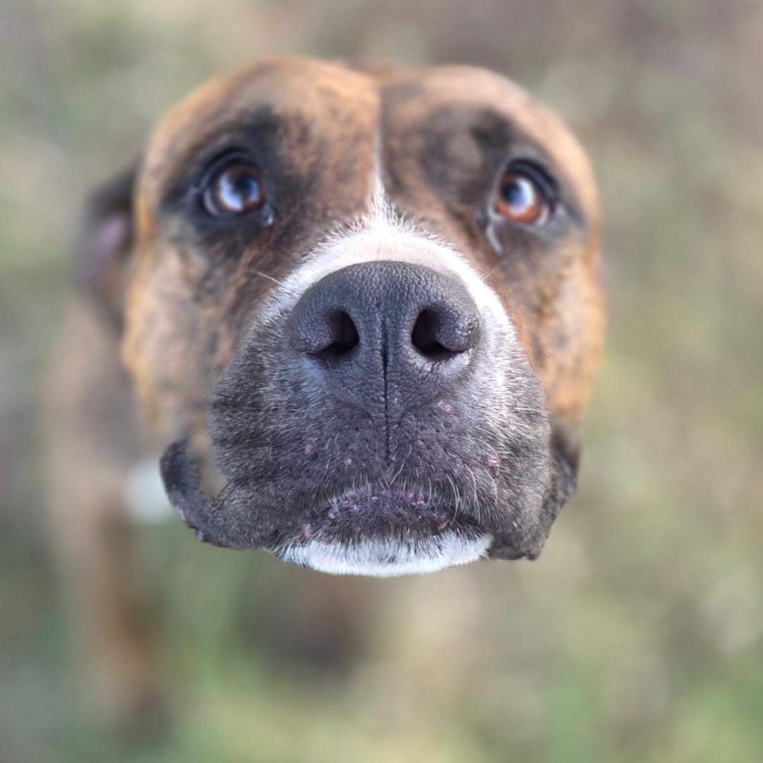 Enlarge Scarlett, a Adoptable American Staffordshire Terrier in Boston, MA image 6/6