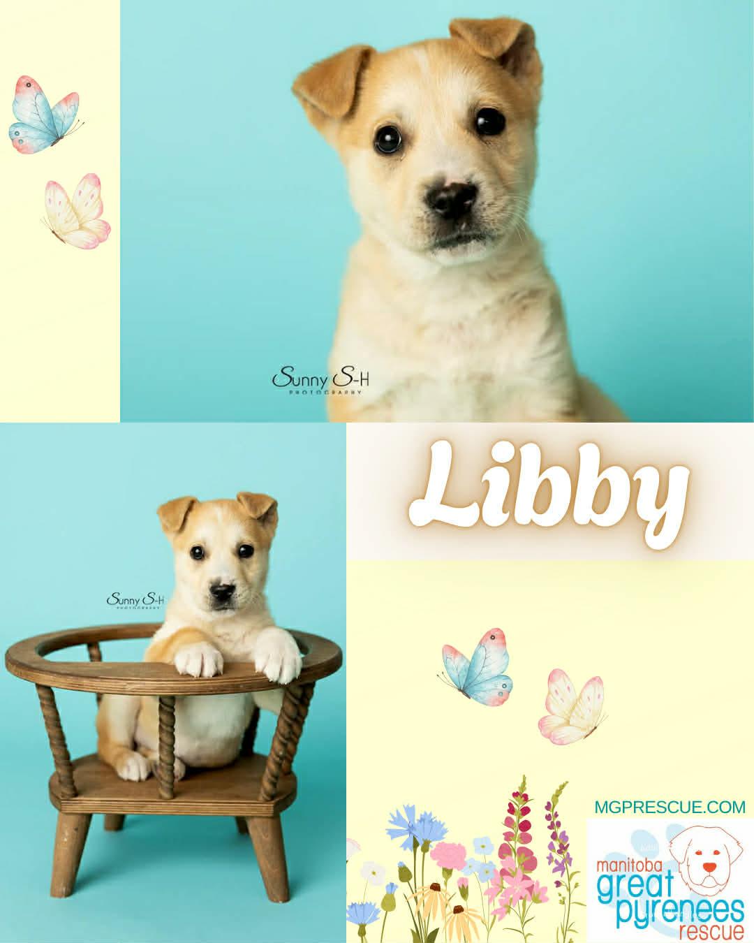 Libby, ADOPTABLE, Puppy Female Labrador Retriever.