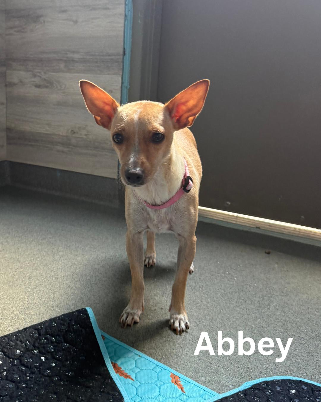 Abbey photo 5