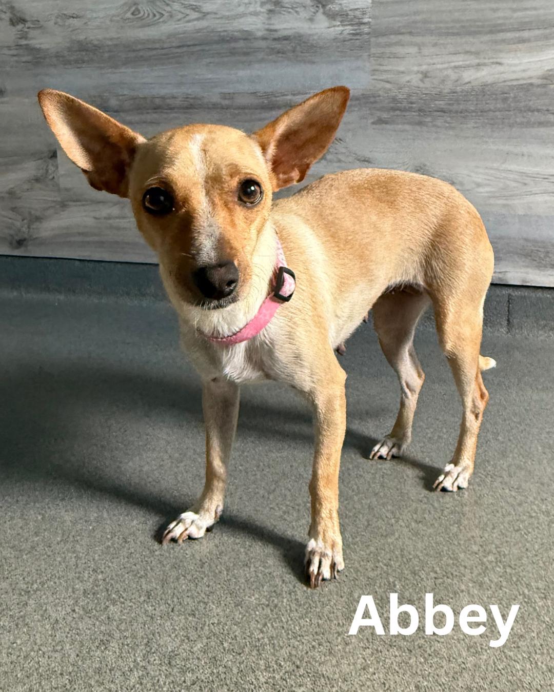 Abbey photo 4