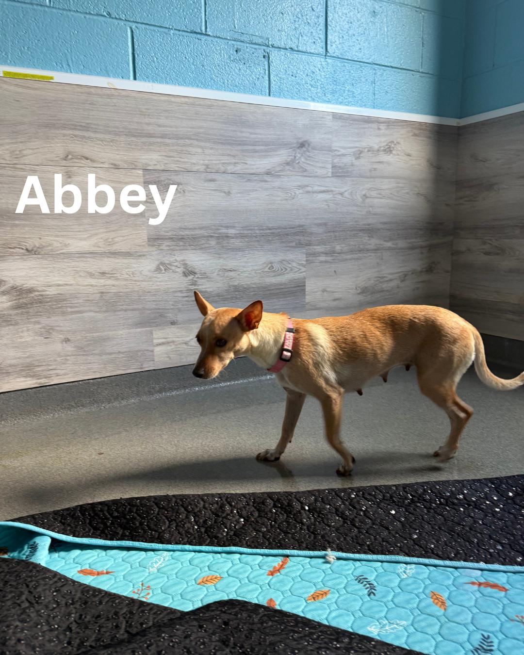 Abbey photo 2