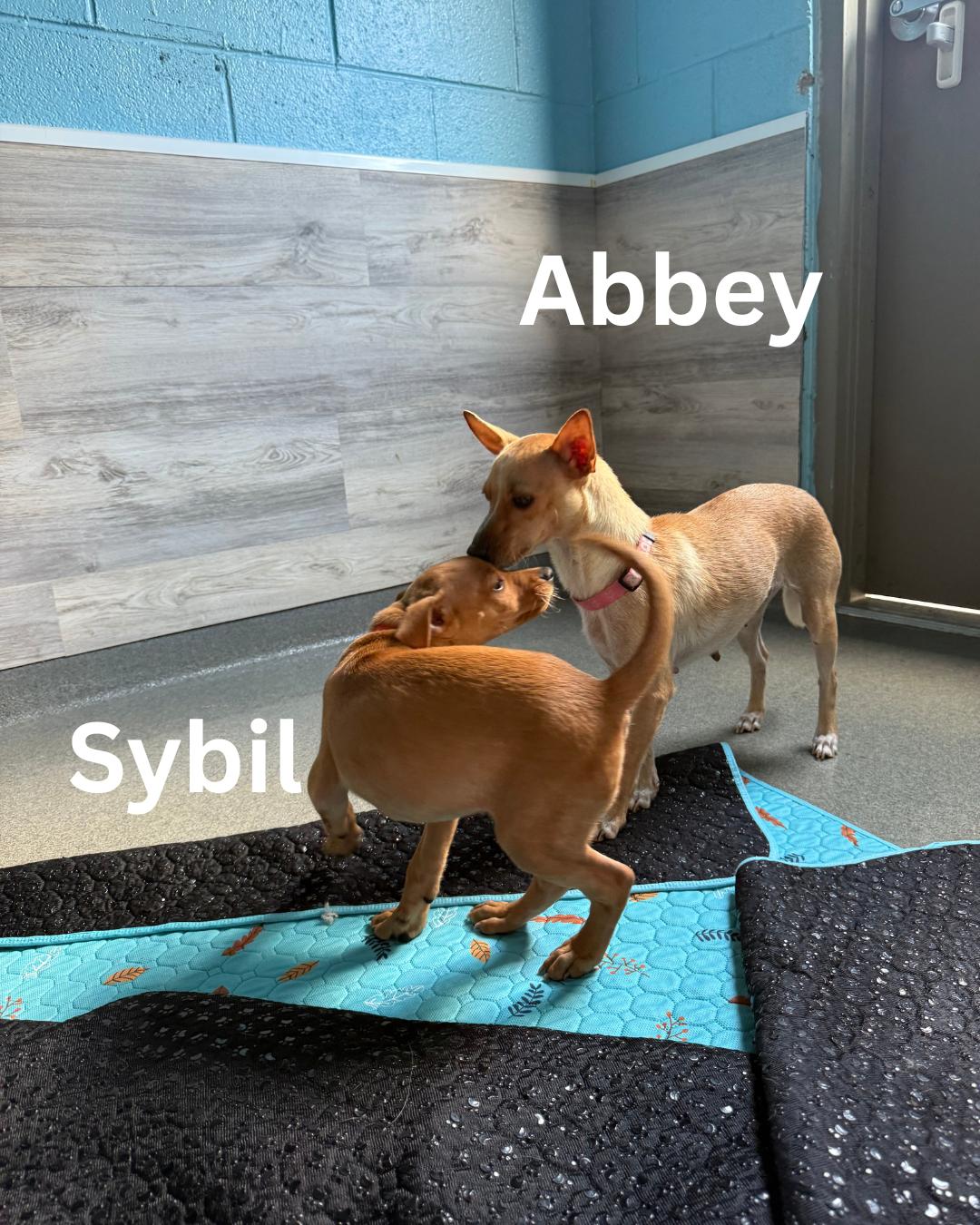 Abbey photo 3