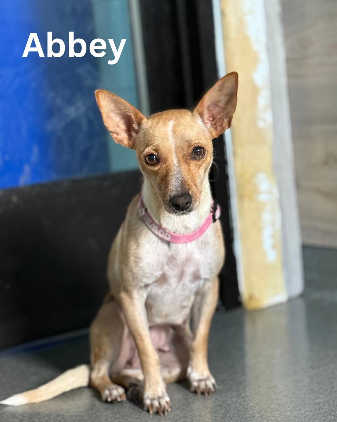 Abbey, Adult Female Chihuahua