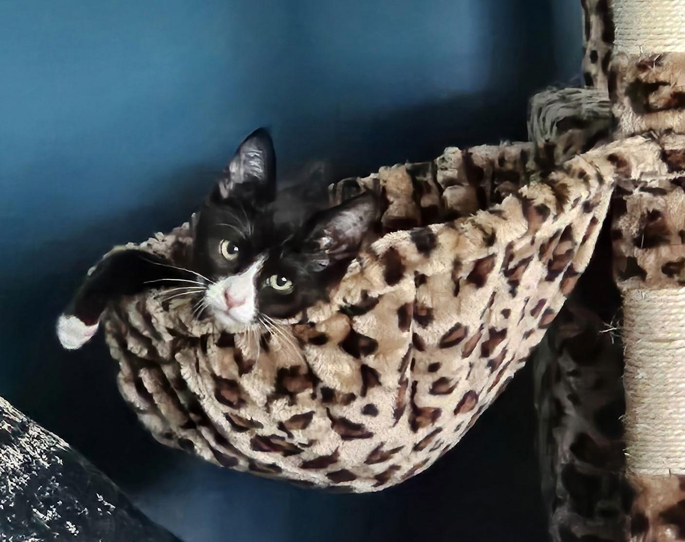 Bryana, Adopted, Kitten Female Domestic Short Hair.