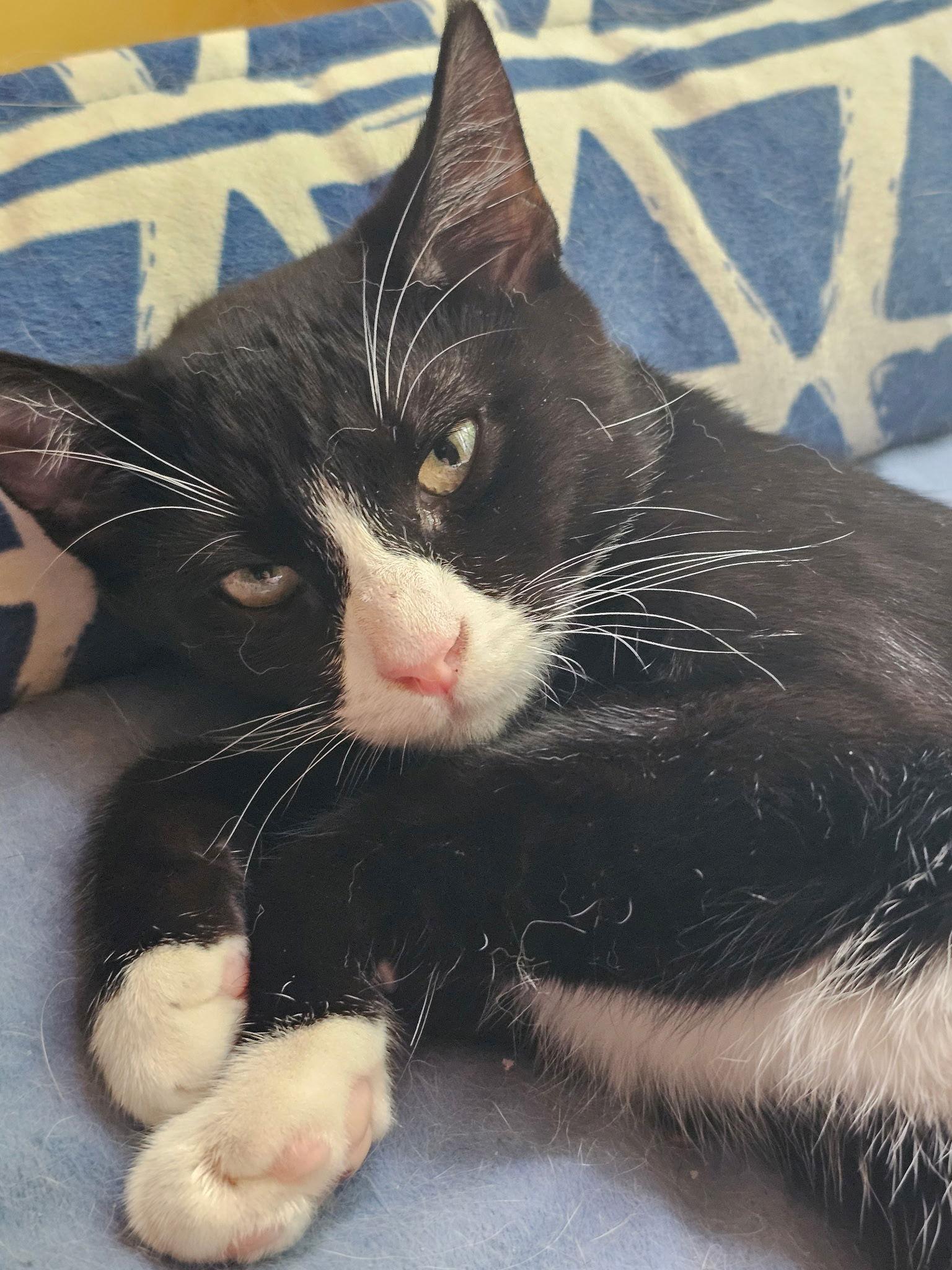 Enlarge Bryana, a Adopted Domestic Short Hair in Toms River, NJ image 2/3