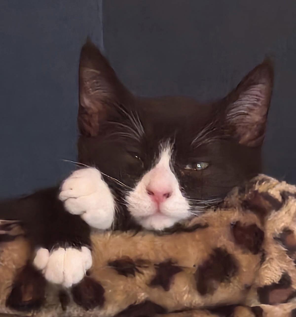 Enlarge Bryana, a Adopted Domestic Short Hair in Toms River, NJ image 3/3