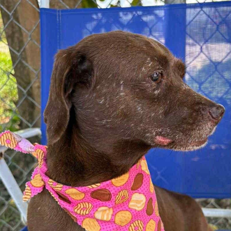 Enlarge Canela, a Adopted mixed breed in Lyndeborough, NH image 6/7