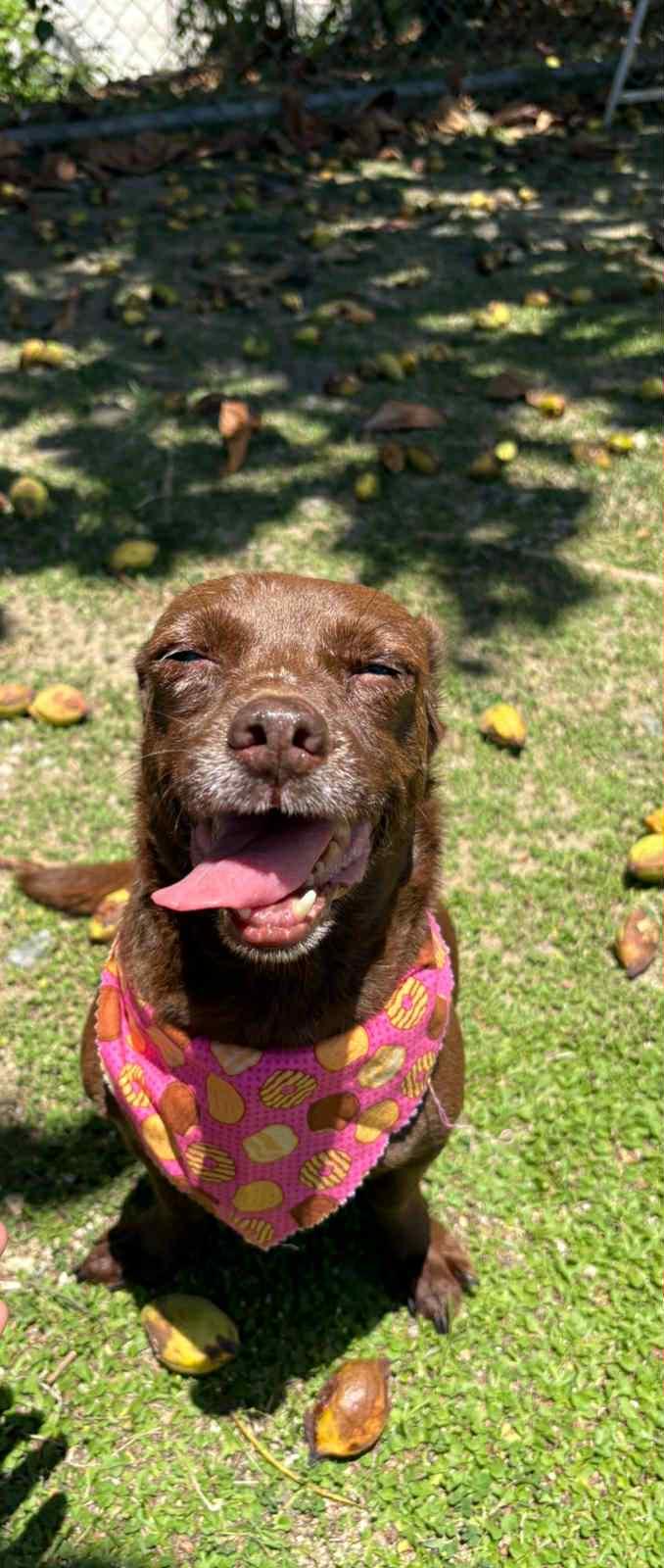 Enlarge Canela, a Adopted mixed breed in Lyndeborough, NH image 5/7