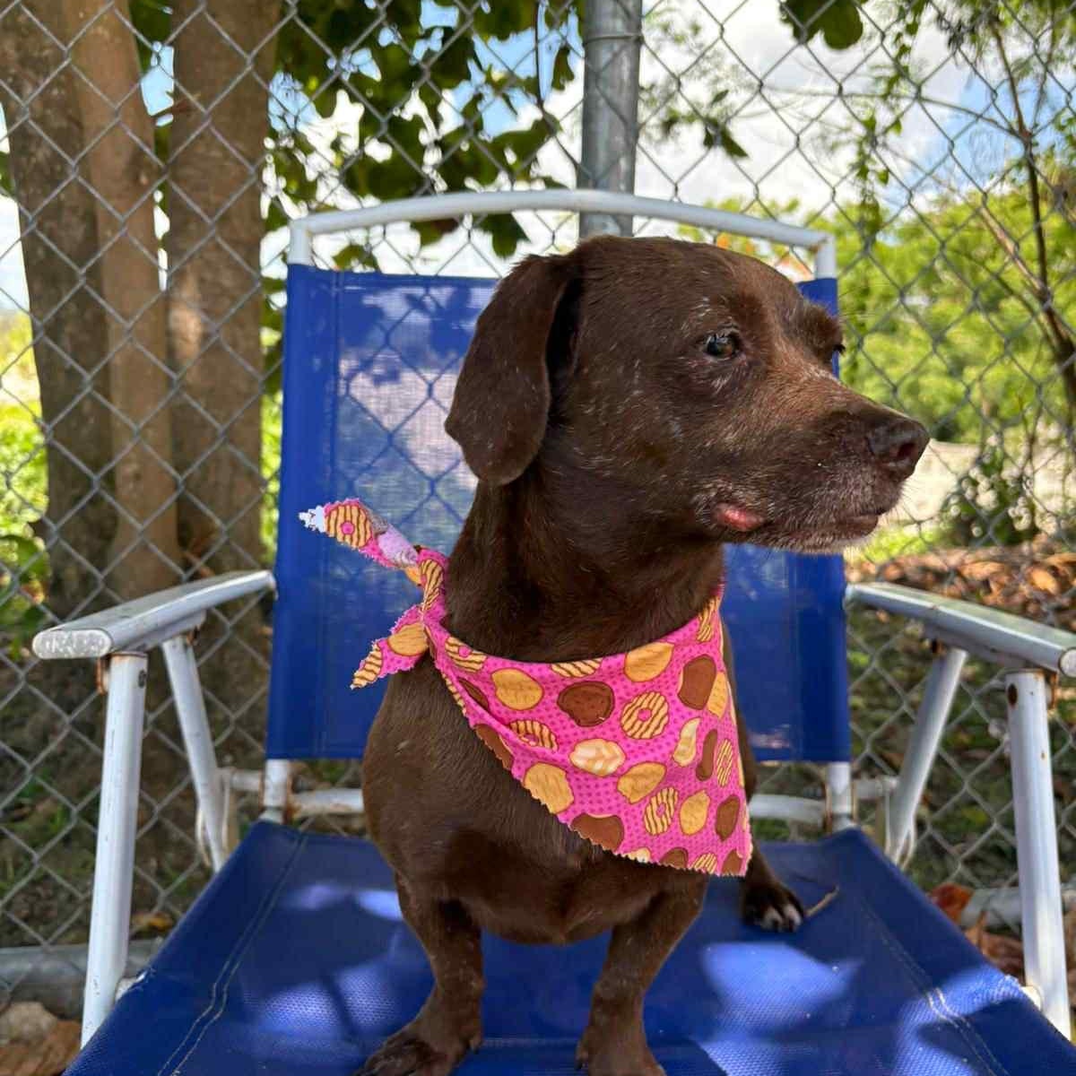 Enlarge Canela, a Adopted mixed breed in Lyndeborough, NH image 7/7