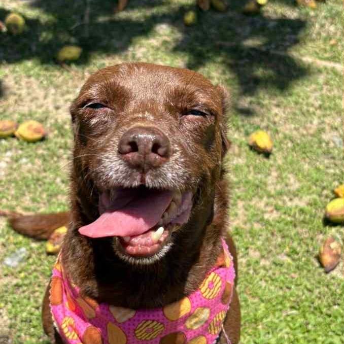 Enlarge Canela, a Adopted mixed breed in Lyndeborough, NH image 4/7