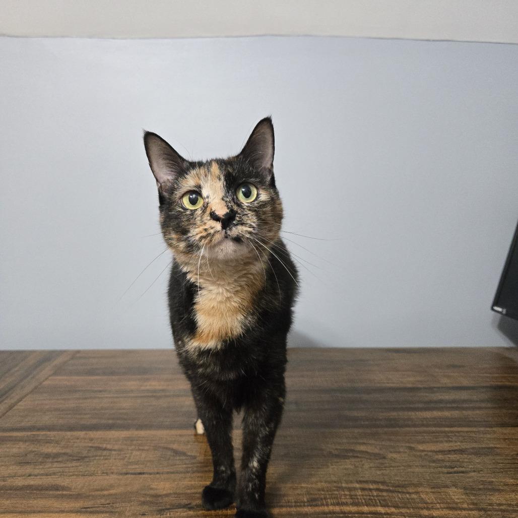 Roxxie, Adoptable, Adult Female Domestic Short Hair.