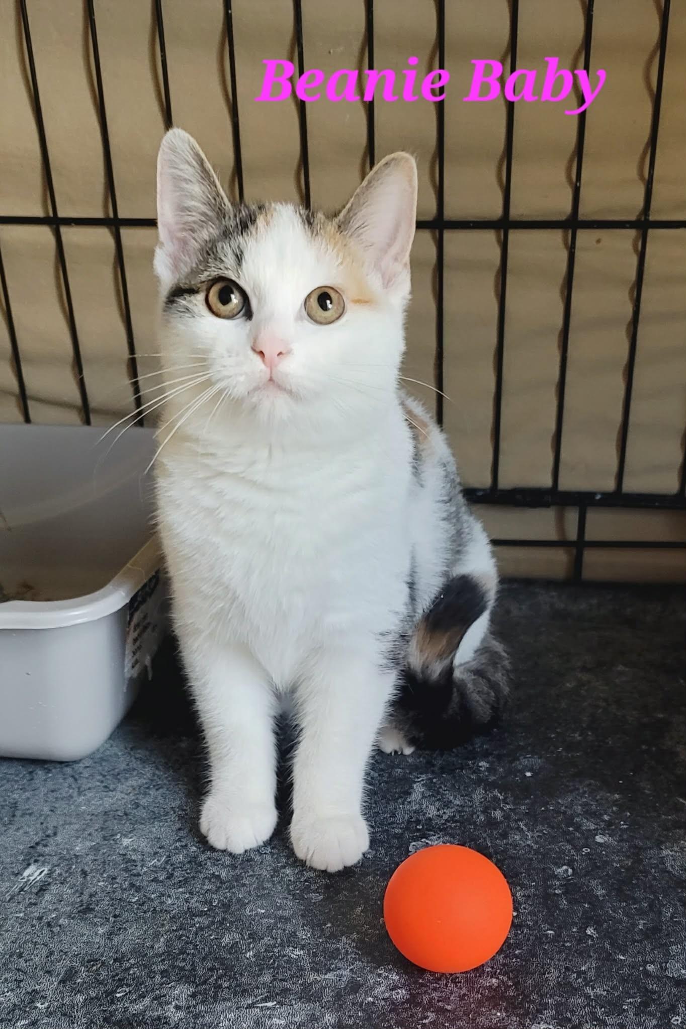 Enlarge Beanie Baby, a Adopted Domestic Short Hair in Kitchener, ON image 1/2