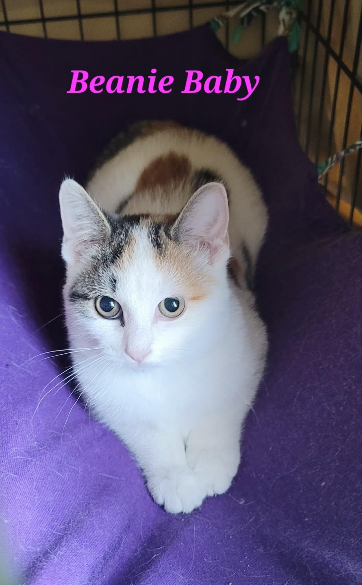 Enlarge Beanie Baby, a Adopted Domestic Short Hair in Kitchener, ON image 2/2