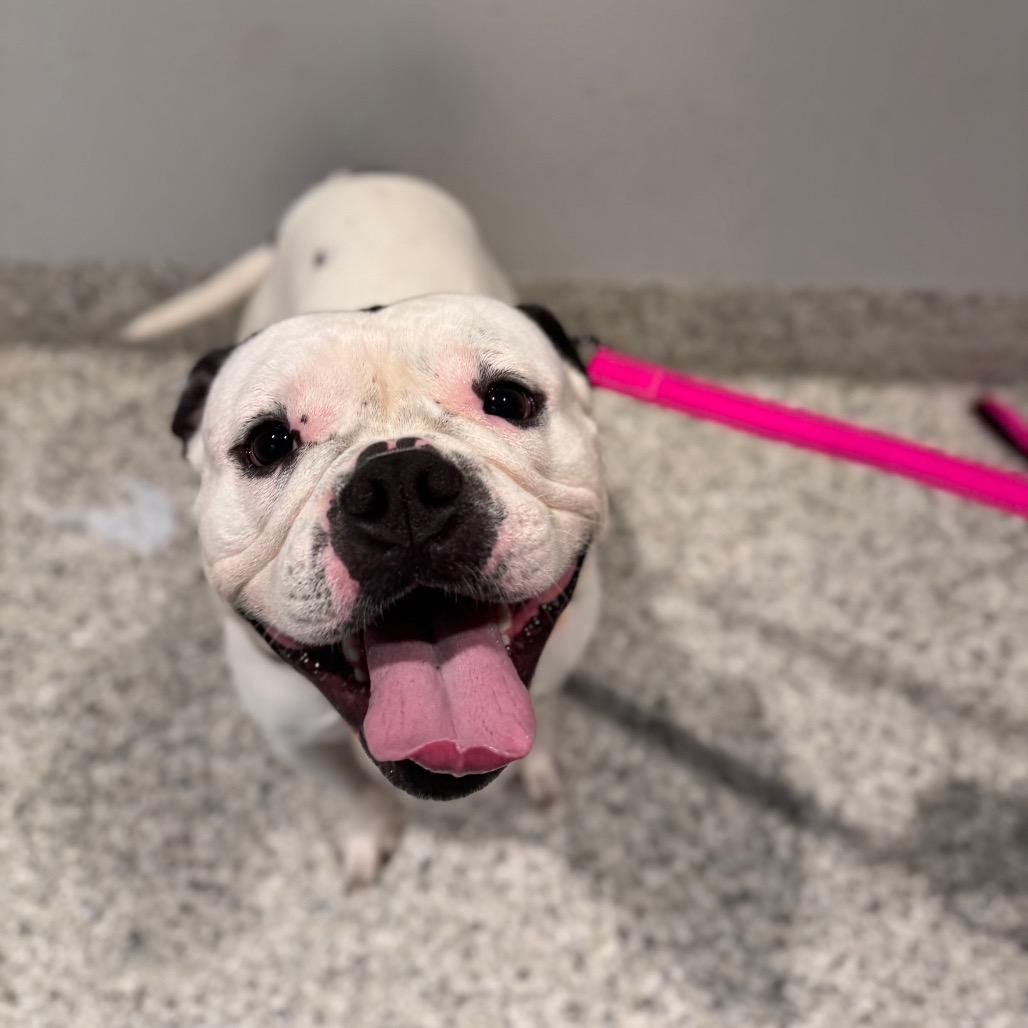 Sunny, a Adoptable mixed breed in Northville, MI image 1/6