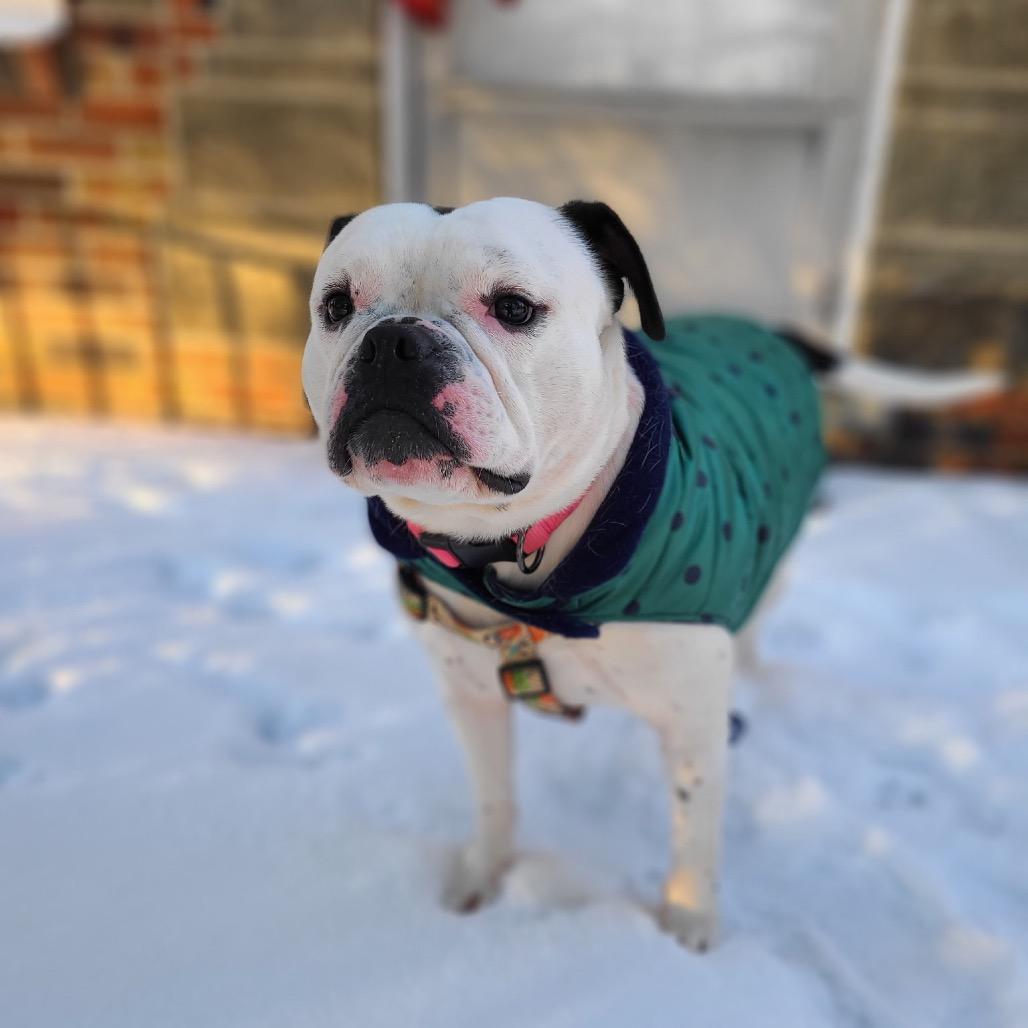 Sunny, Adoptable, Adult Female English Bulldog & Mixed Breed.